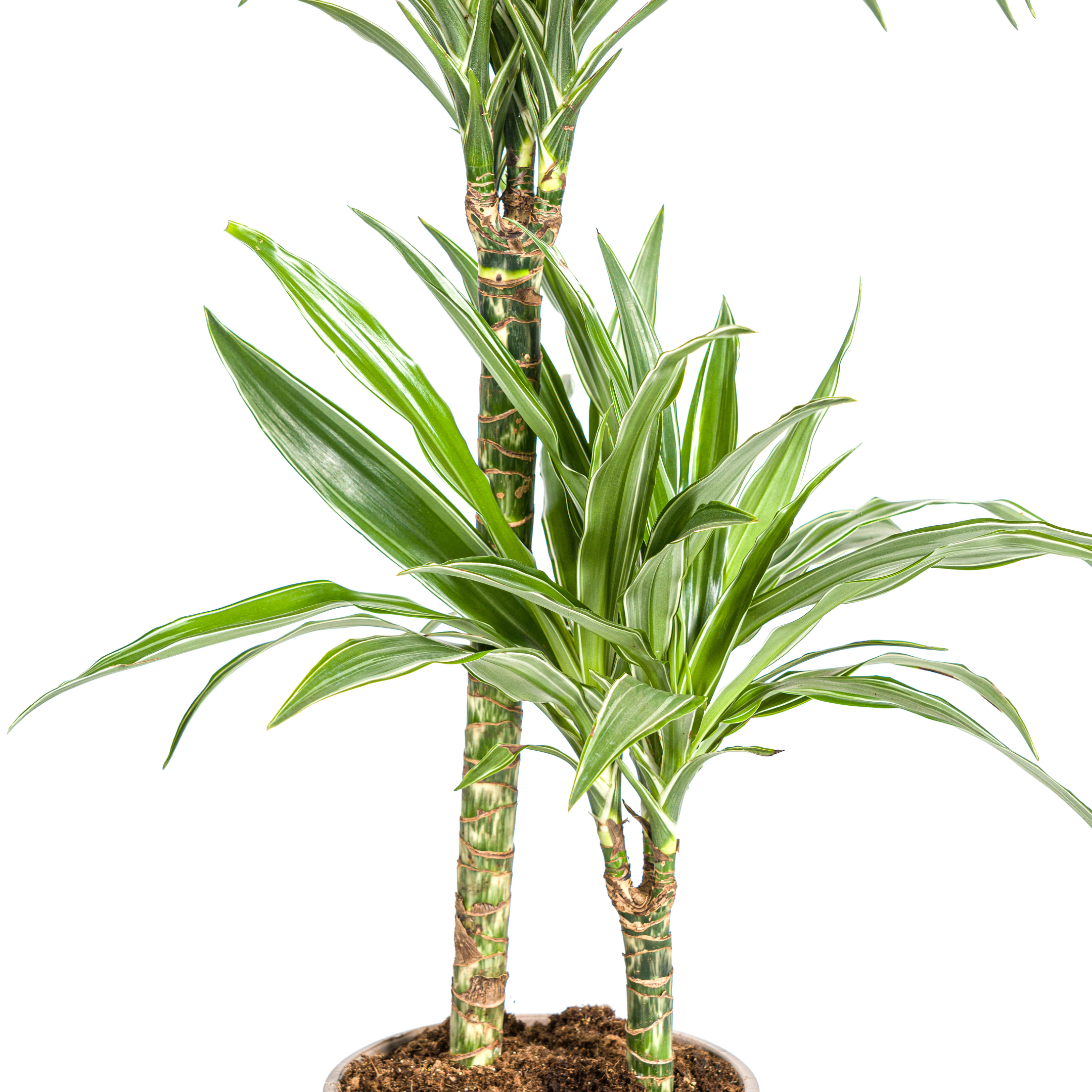 Dracaena Deremensis White Stripe – Zimmerpflanze – 70-90cm