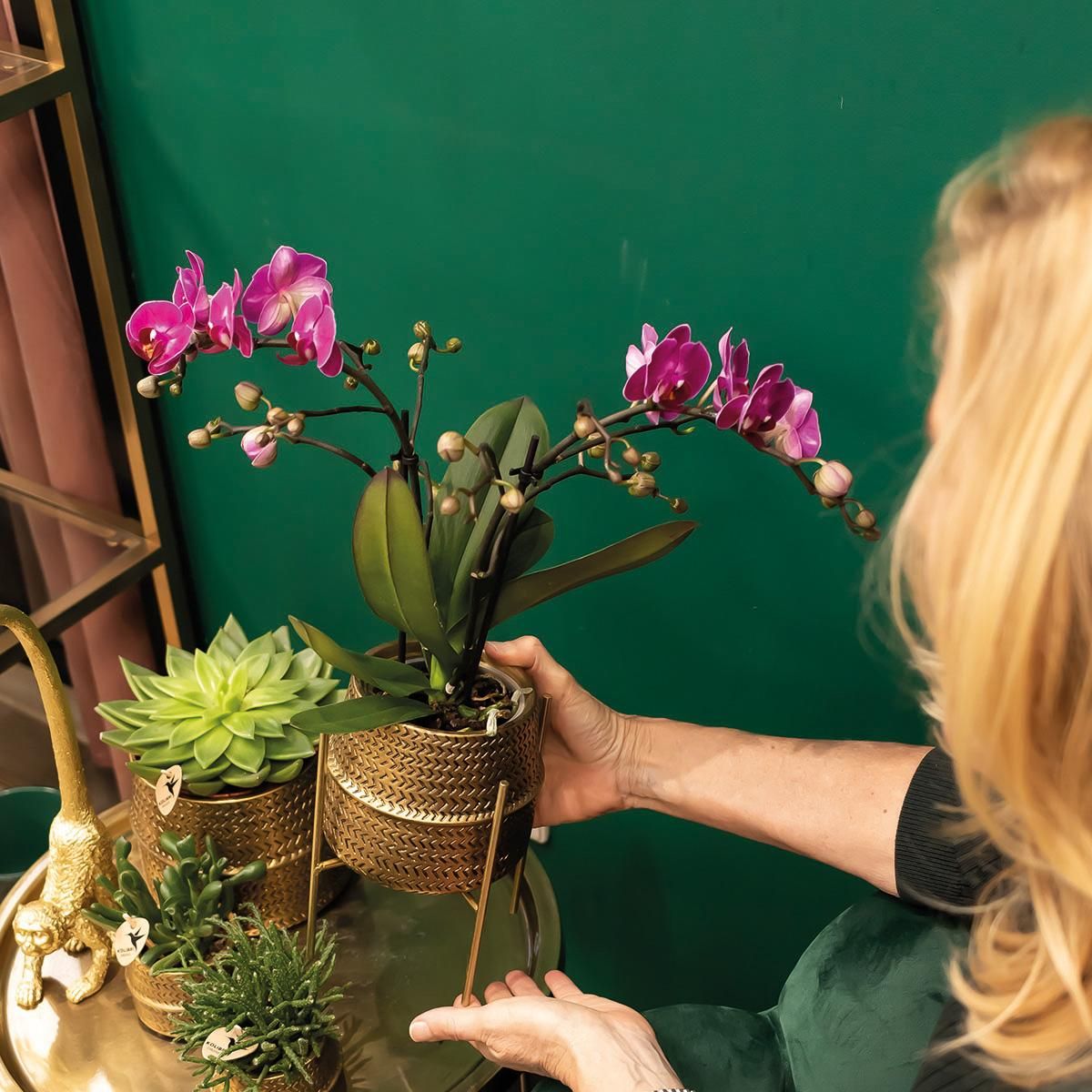 Phalaenopsis Orchidee in goldenem Groove-Ziertopf