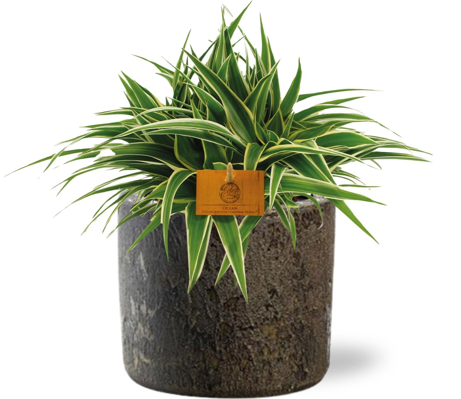 Chlorophytum Ocean – Spinnenpflanze – Gestreifte Blätter – Inklusive Topf