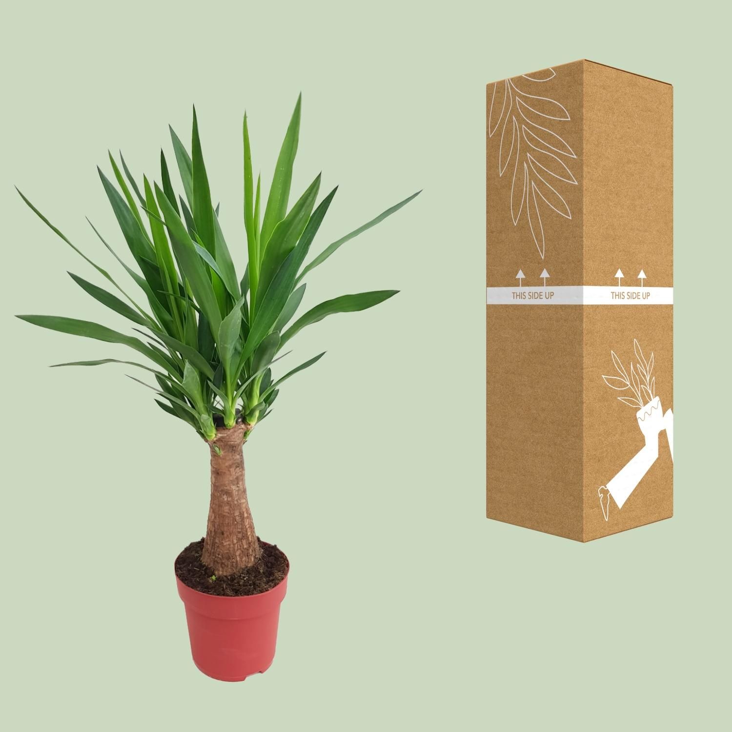 Yucca Maya Tree – Exotische Zimmerpflanze