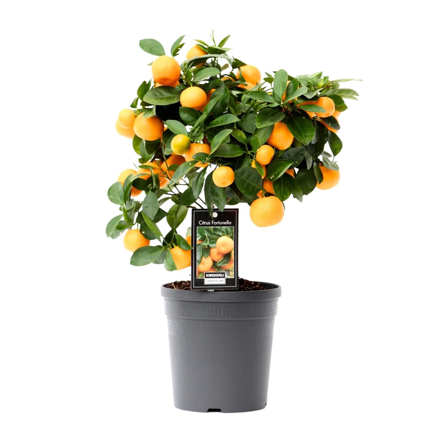 Citrus Calamondin Zimmerpflanze