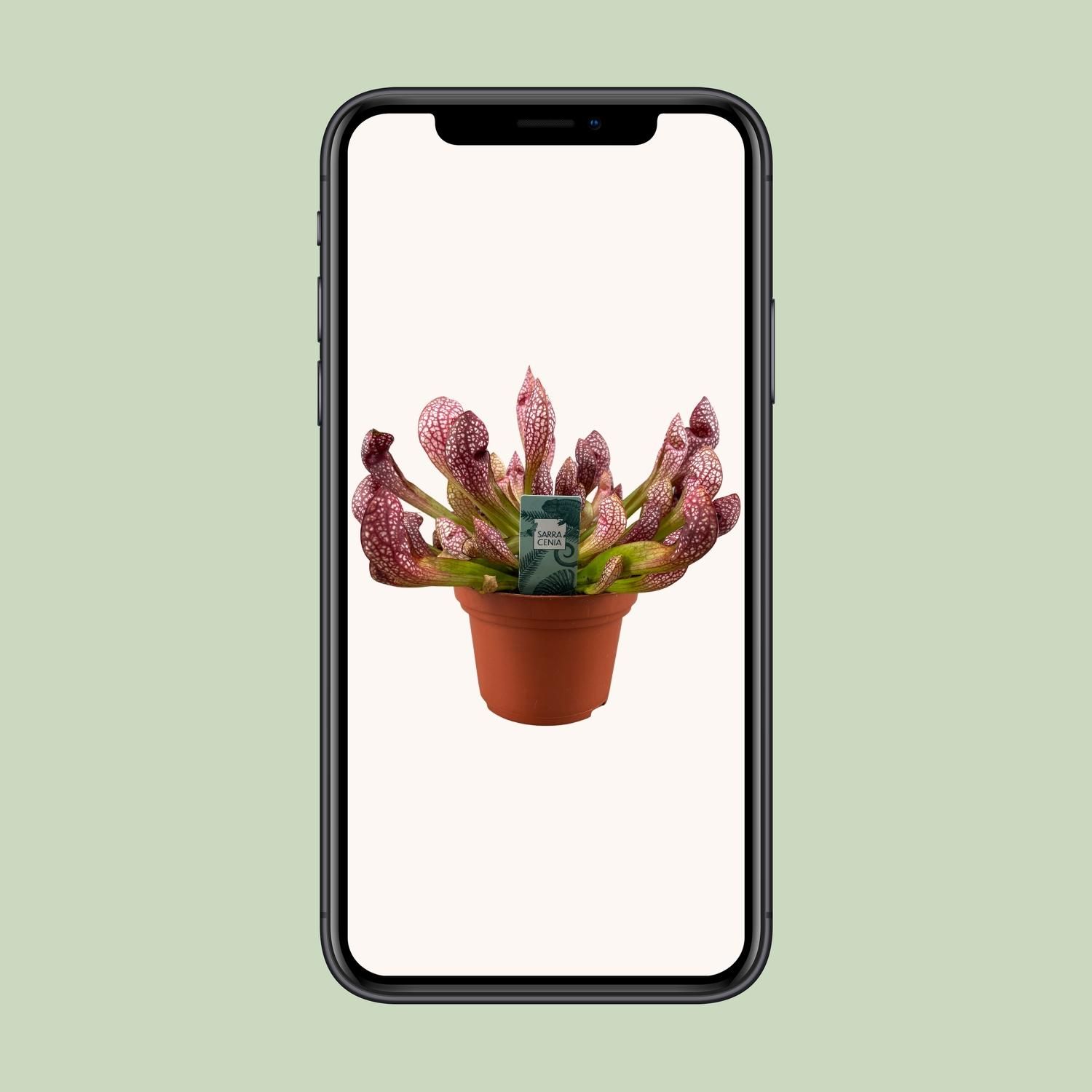 Sarracenia Scarlet Belle - Kannenpflanze für Halbschatten