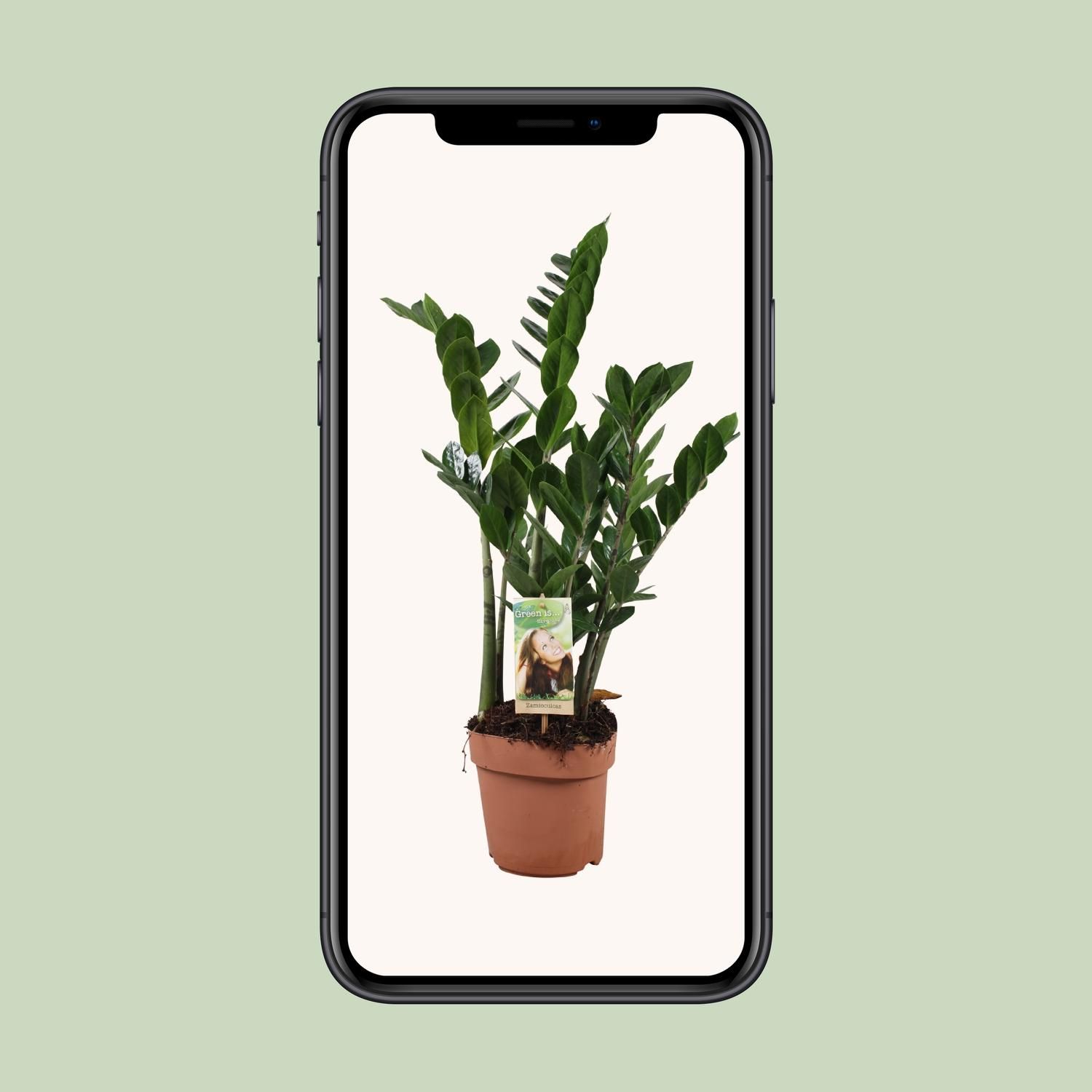 Zamioculcas Zamiifolia Zimmerpflanze