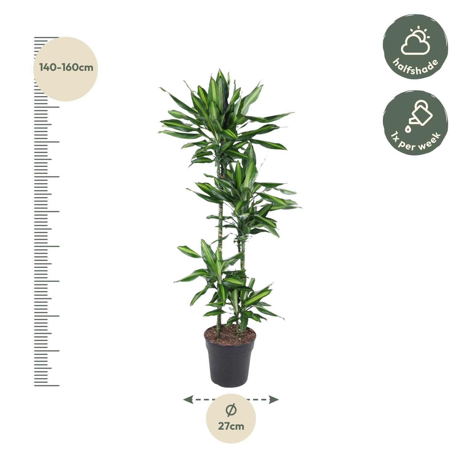 Dracaena Cintho – attraktive Zimmerpflanze