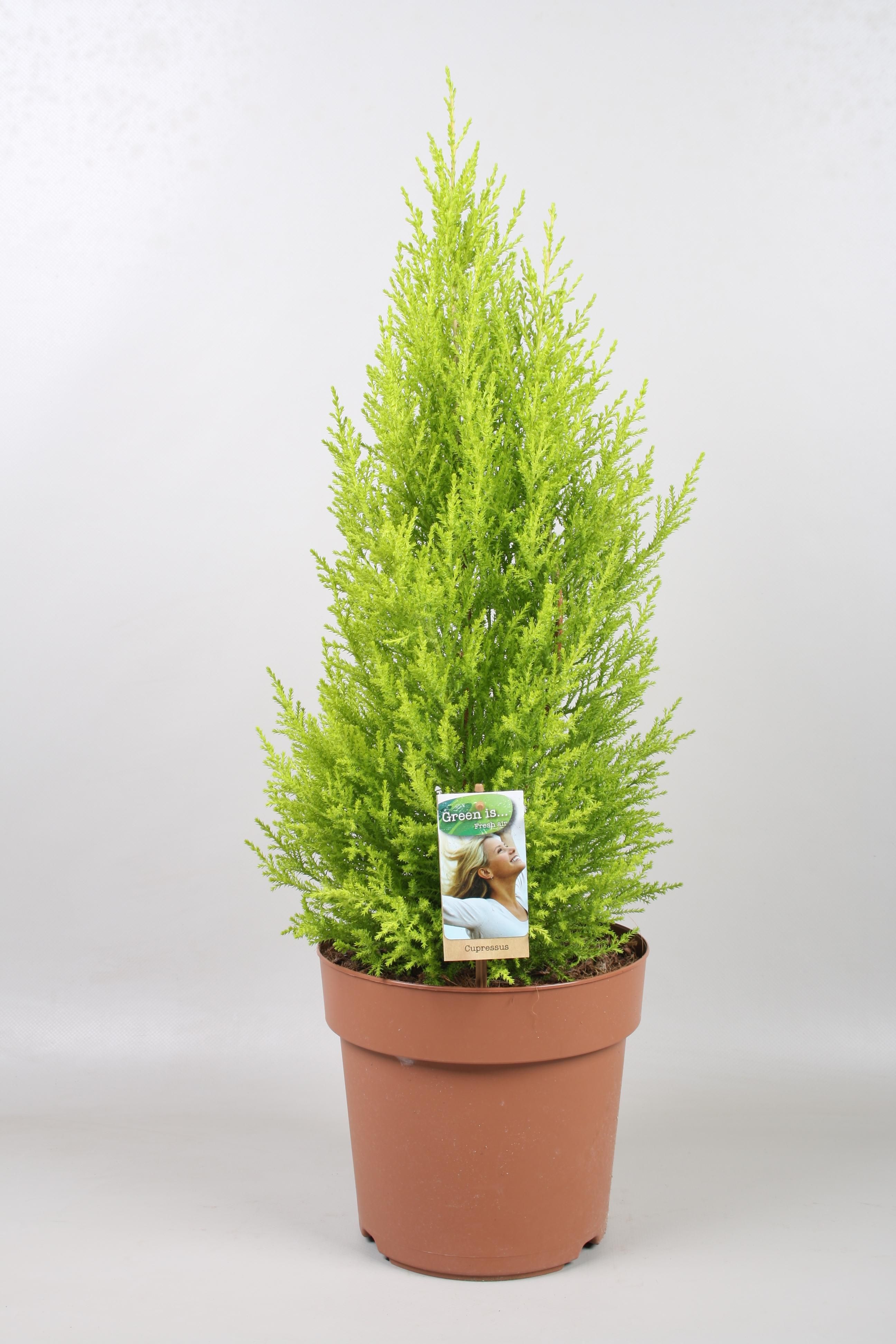 Cupressus Goldcrest Wilma - Eleganter Gartenwacholder