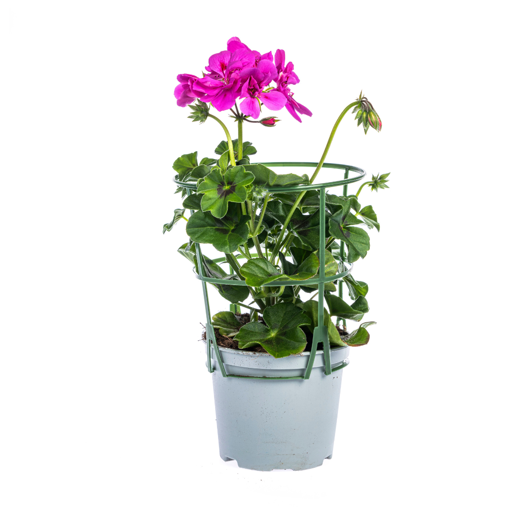 Pelargonium peltatum Violet Hängepflanze