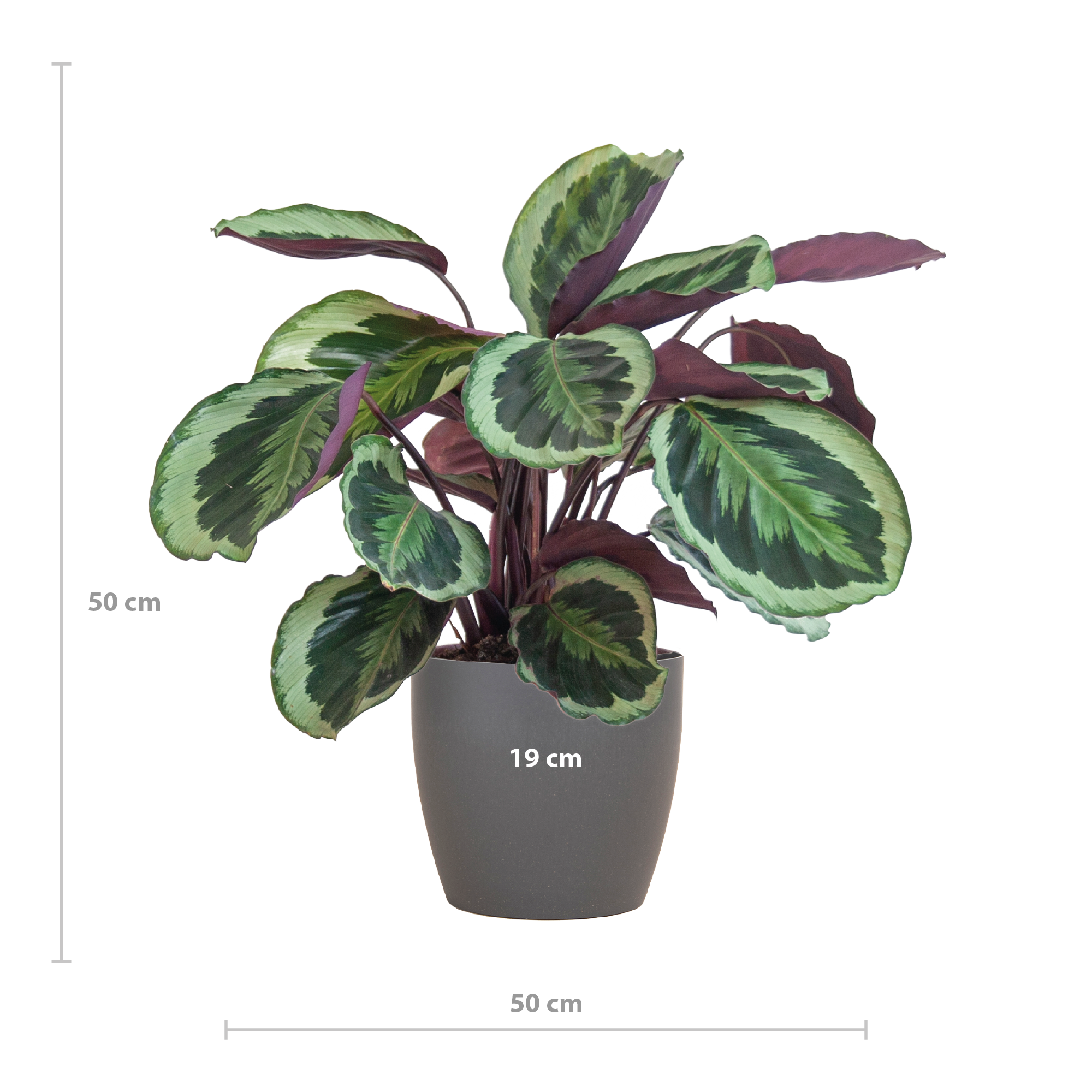 Calathea Medaillon Zimmerpflanze mit Viber-Topf