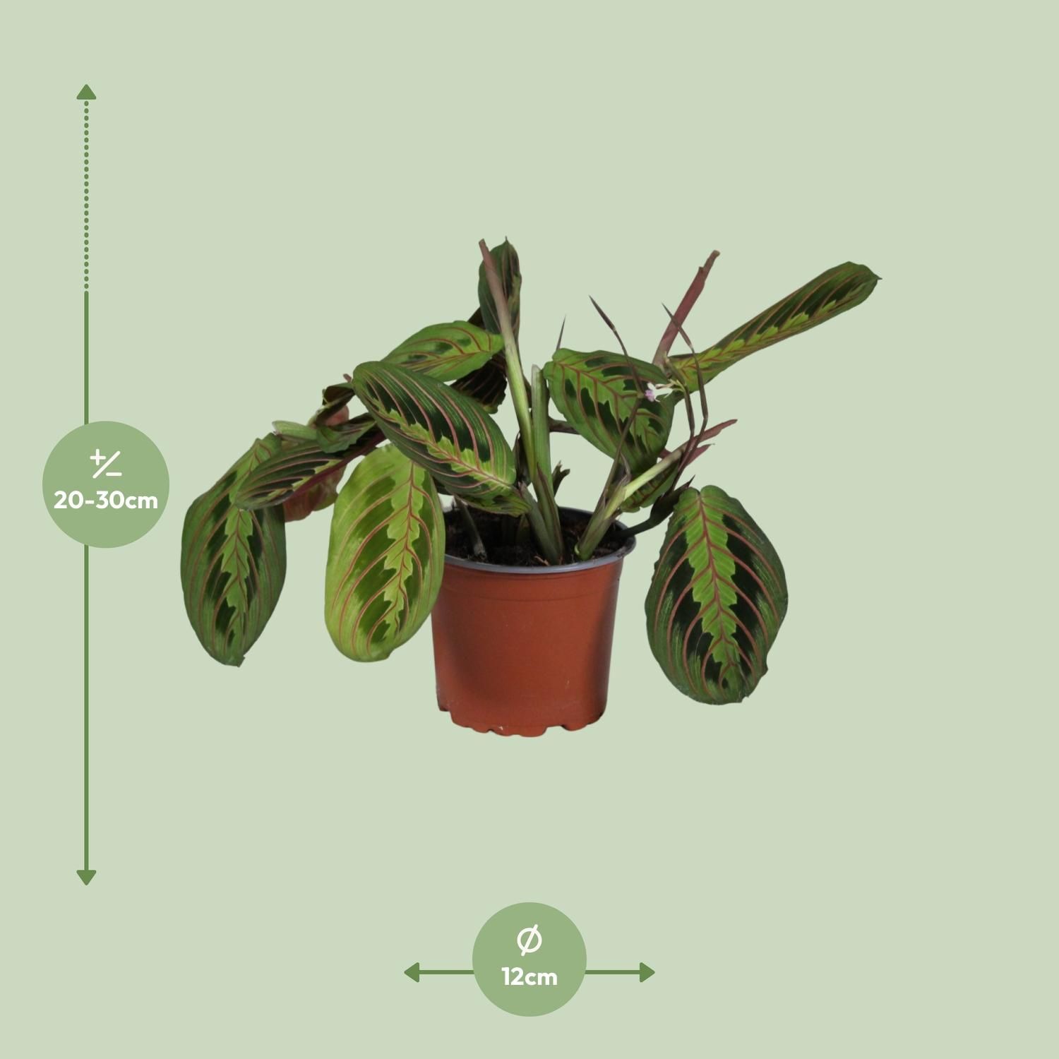 Maranta leuconeura Fascinator Zimmerpflanze