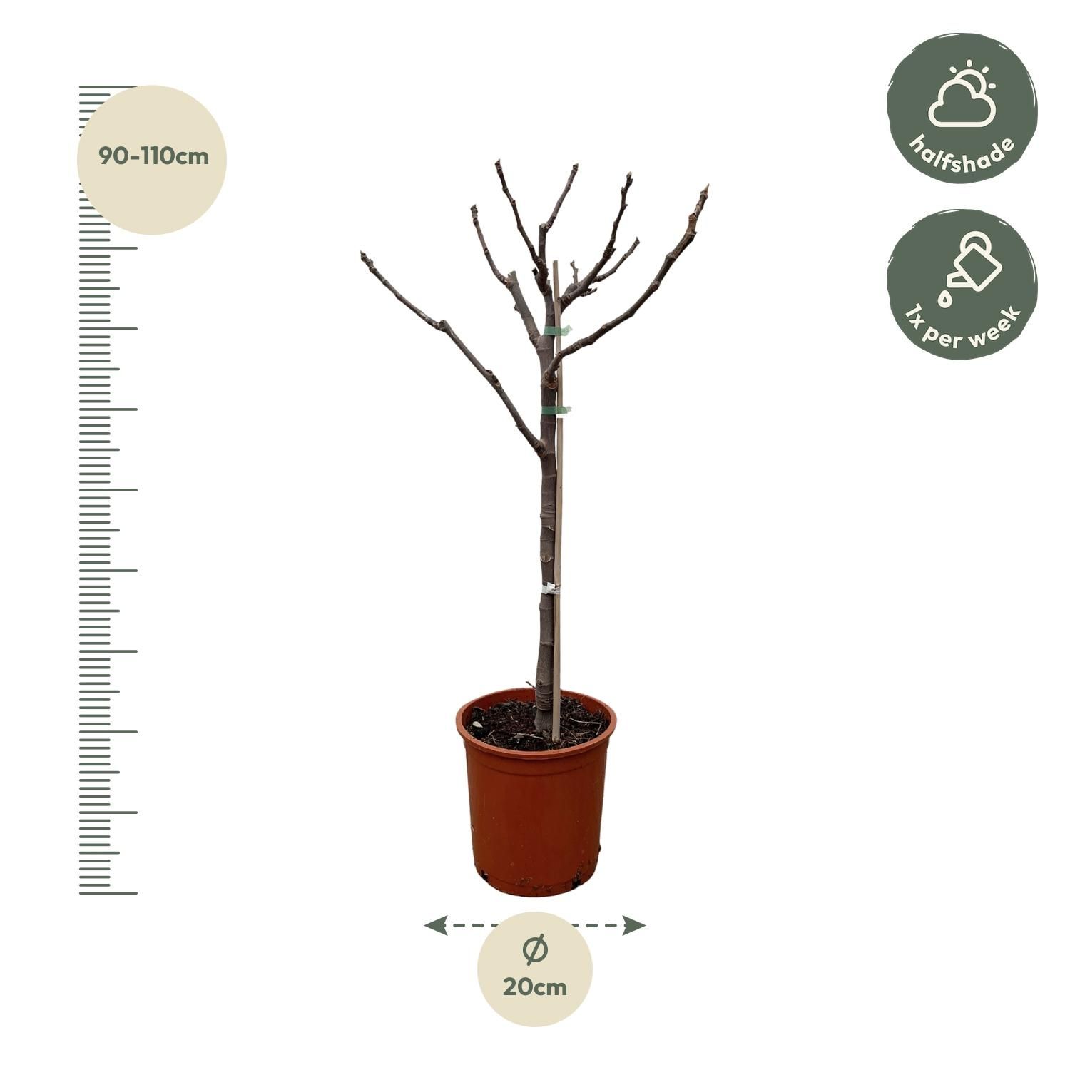 Ficus Carica Feigenbaum im Topf