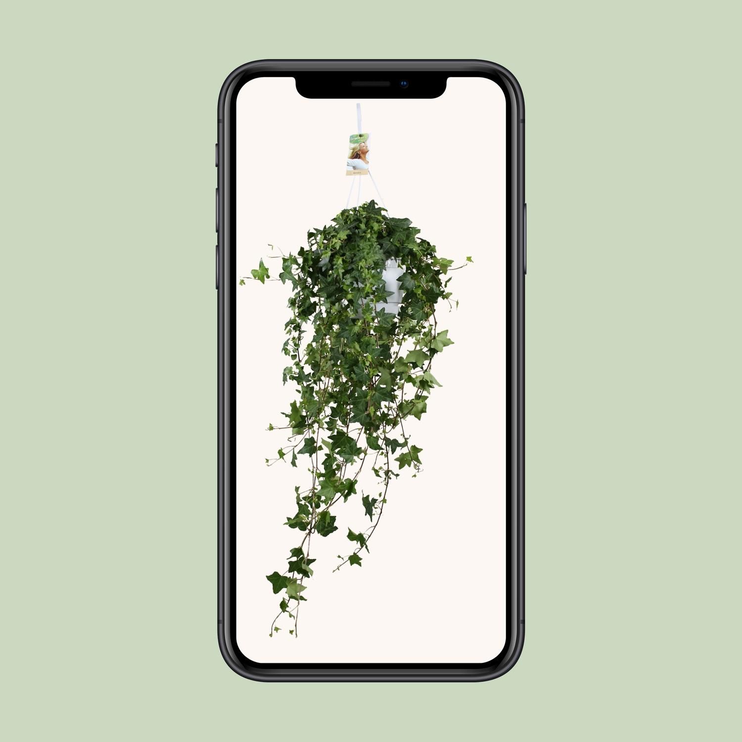 Efeu Hedera Helix - Hängepflanze mit üppigem Grün