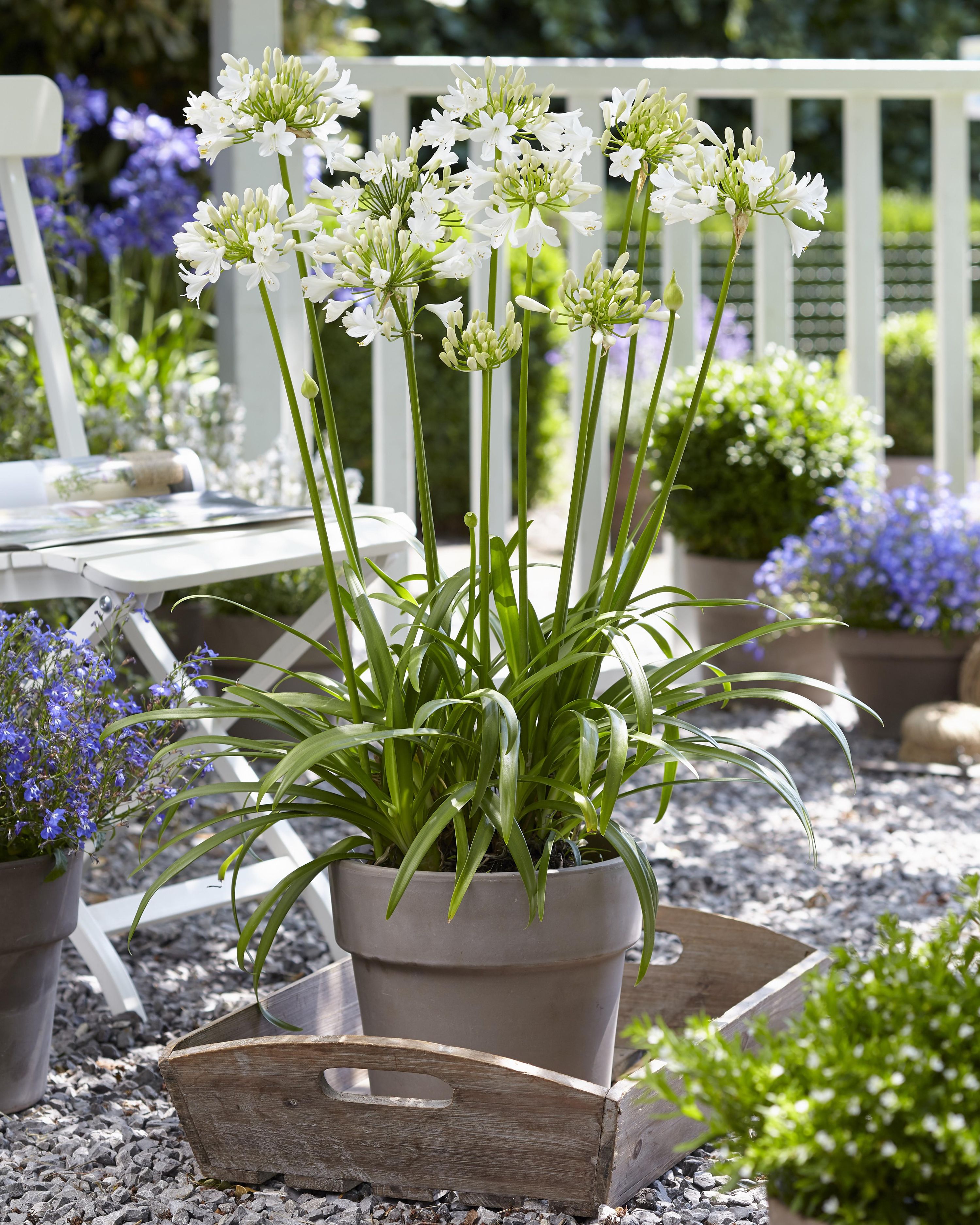Agapanthus Ever White Pflanze
