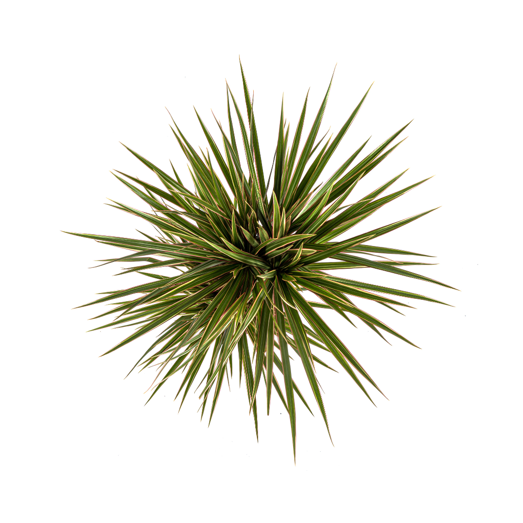 Dracaena Marginata Bicolor – Zimmerpflanze – pflegeleicht