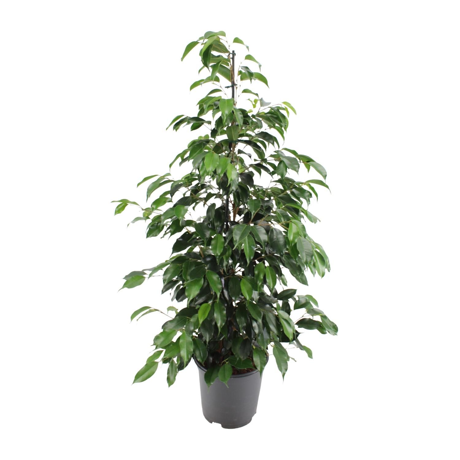 Ficus benjamina Danielle Zimmerpflanze