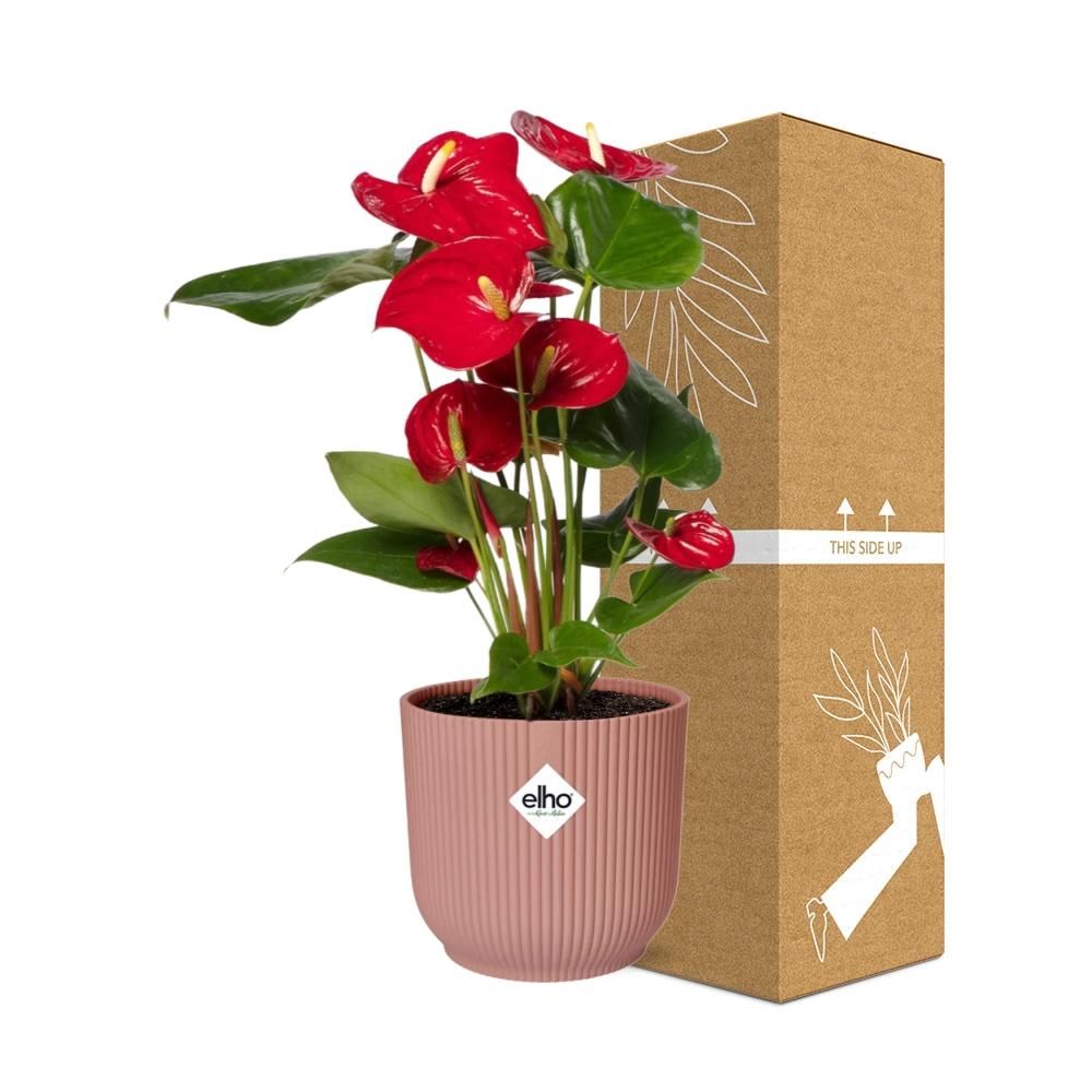 Anthurium Rote Flamingoblume im ELHO Vibes Fold Übertopf