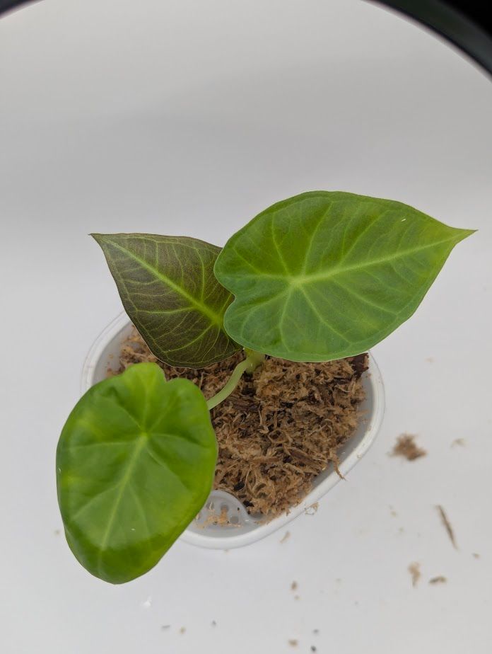 Alocasia Odora Regal Shields