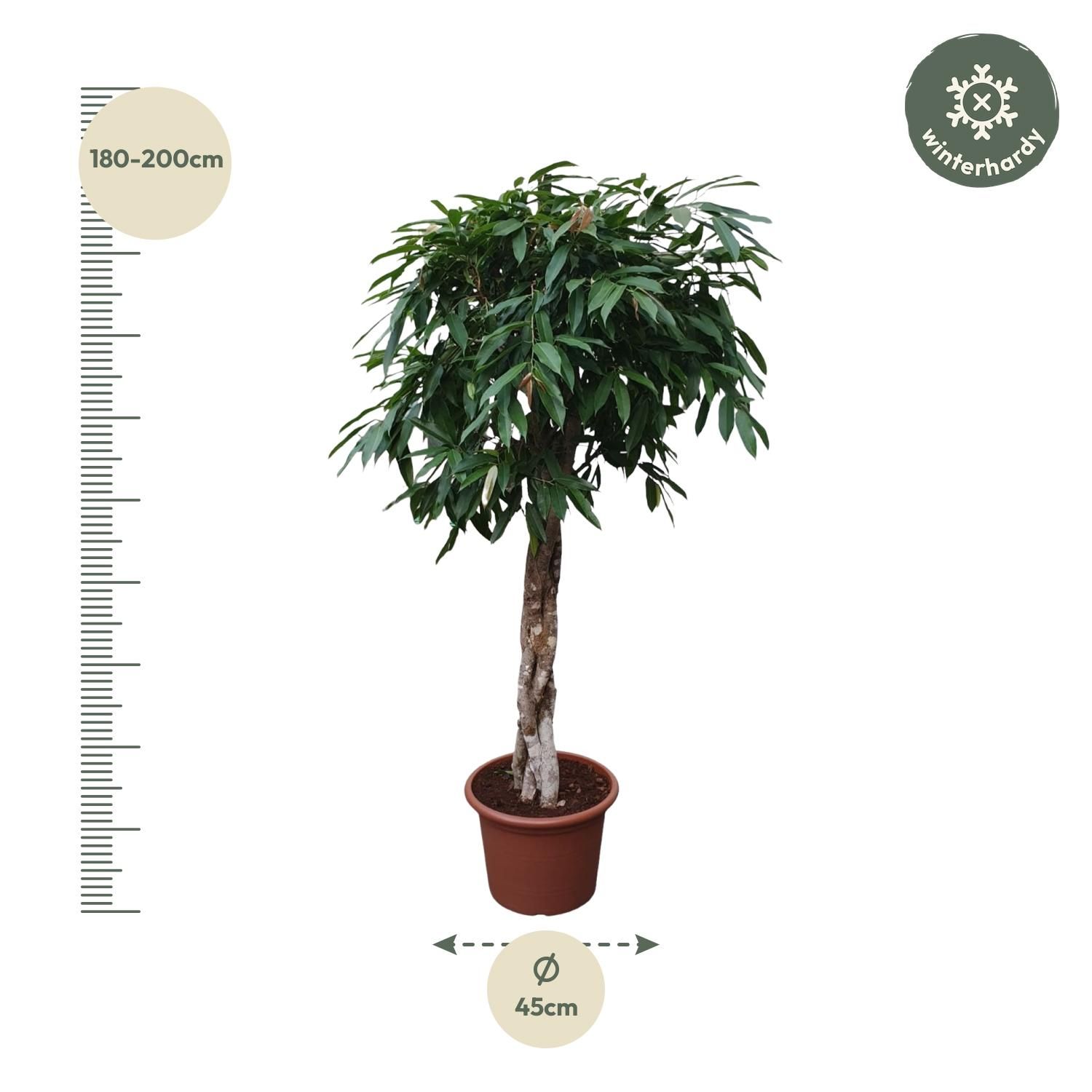 Ficus Amstel King mit geflochtenem Stamm