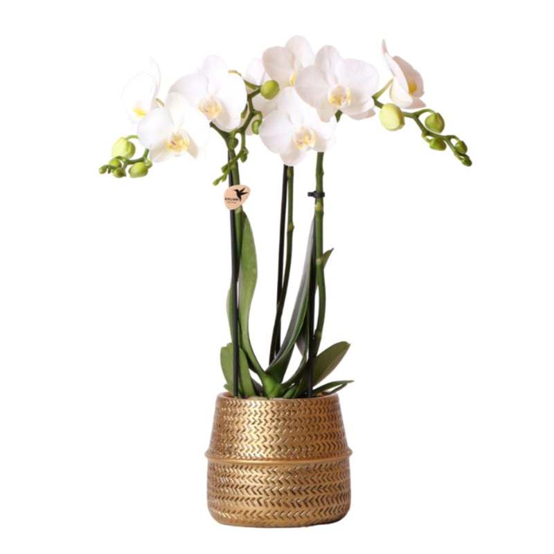 Phalaenopsis Orchidee Amabilis in dekorativem Goldtopf