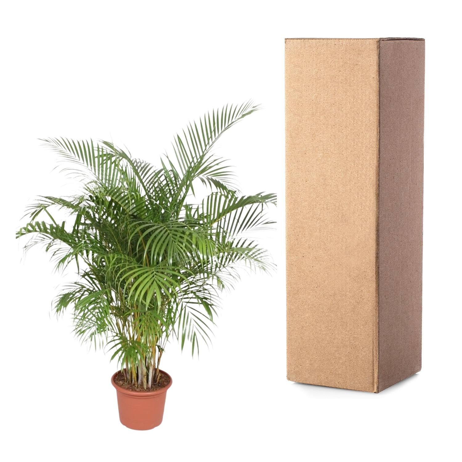 Dypsis Lutescens Areca-Palme