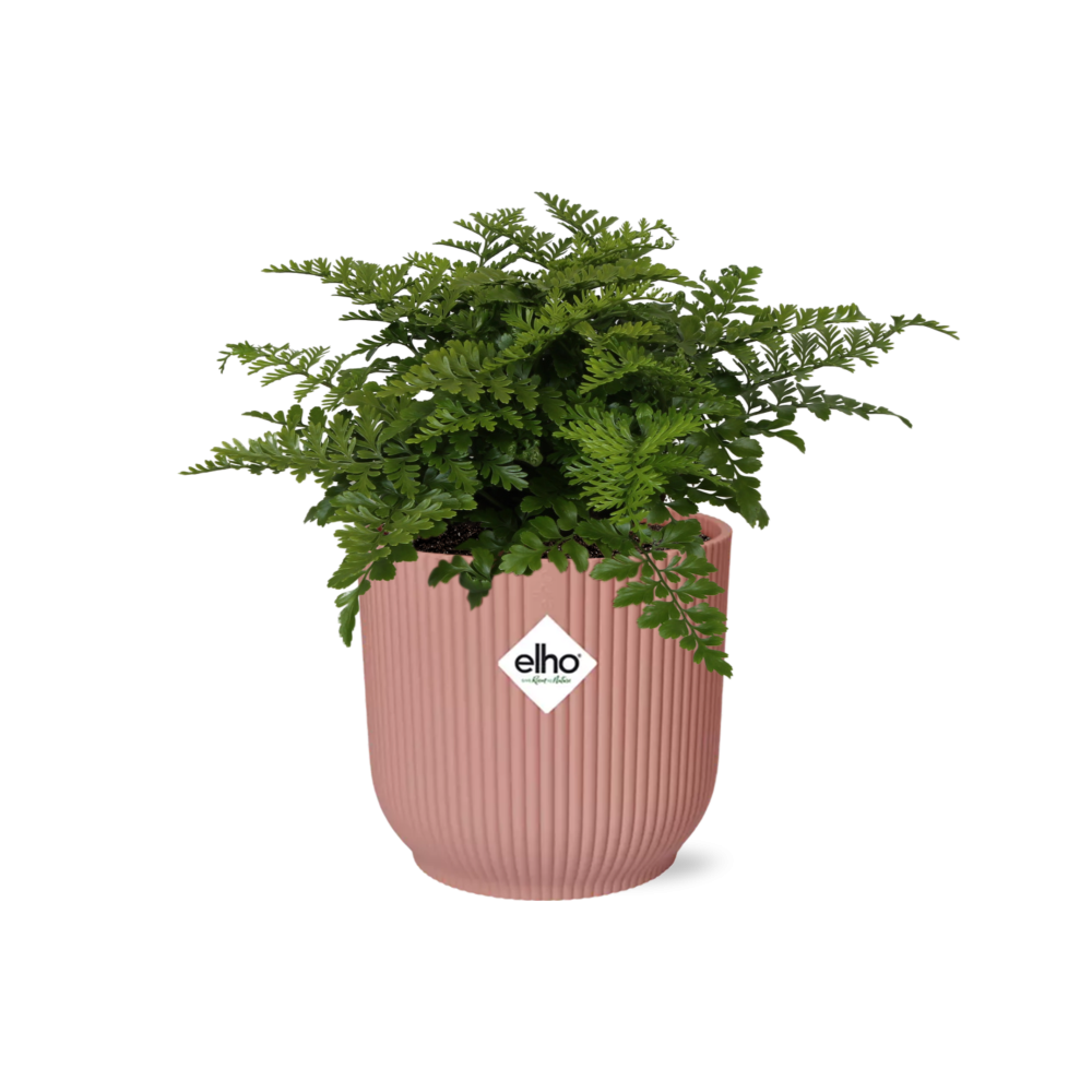 Asplenium Farnkraut in dekorativem ELHO Vibes Fold Topf