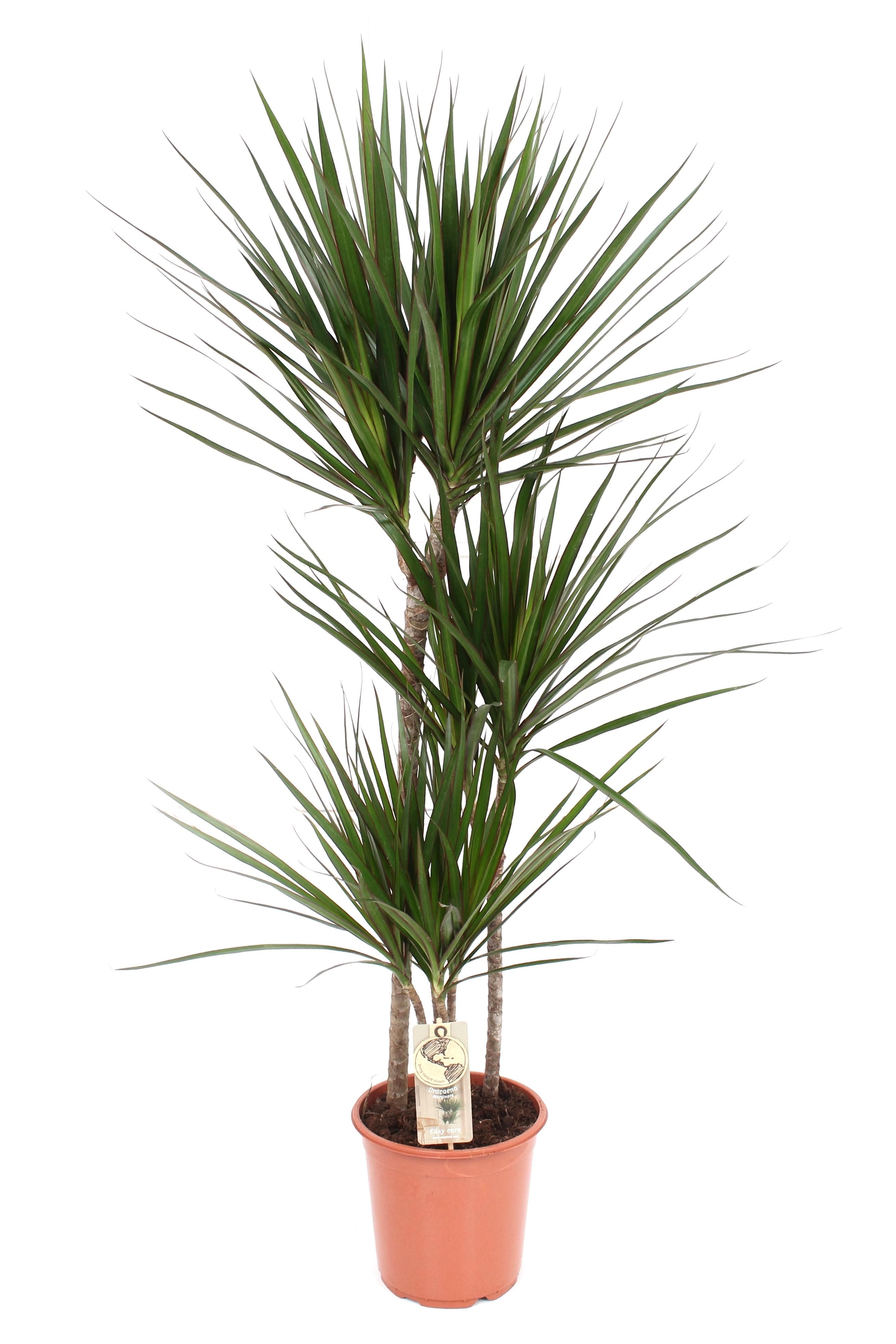 Dracaena Marginata Zimmerpflanze