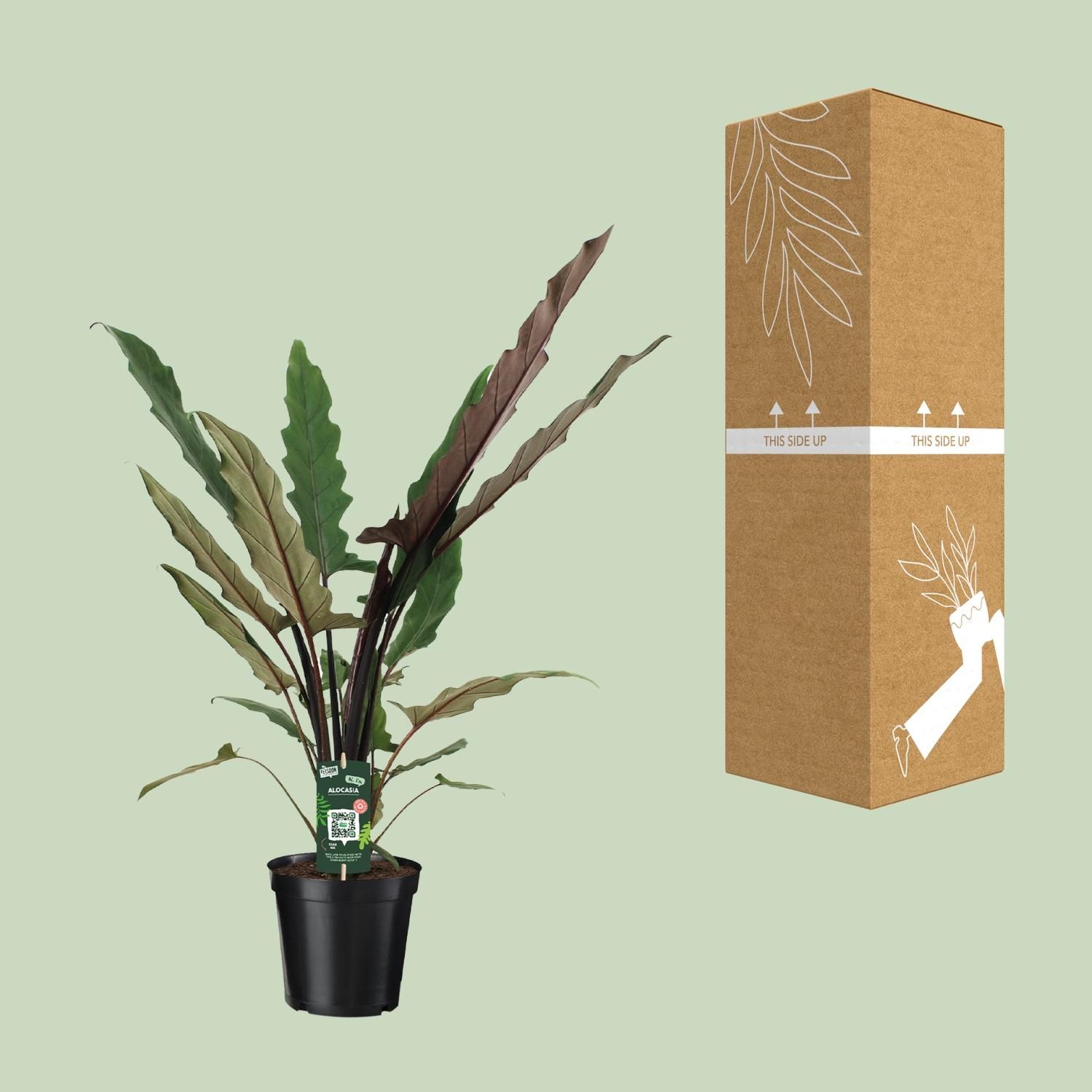 Alocasia Lauterbachiana - Exotische Zimmerpflanze