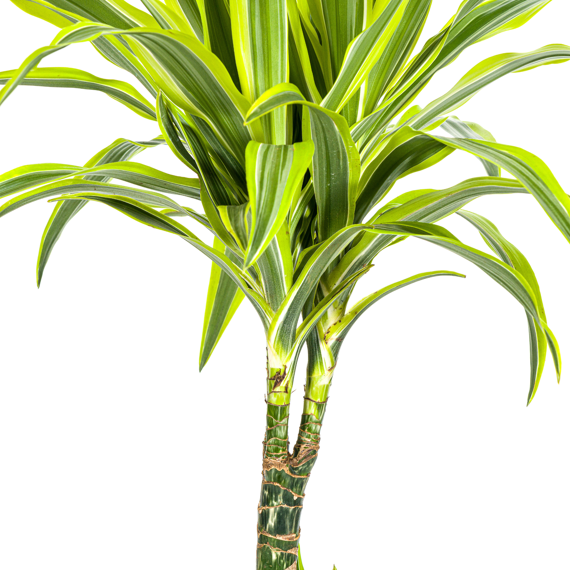 Dracaena Lemon Lime | Ø21cm Topf | Höhe 90-110cm