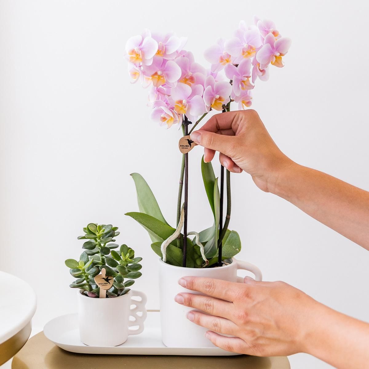 Kolibri Orchideen Überraschungsbox - Vielfältige Orchideen Qualität