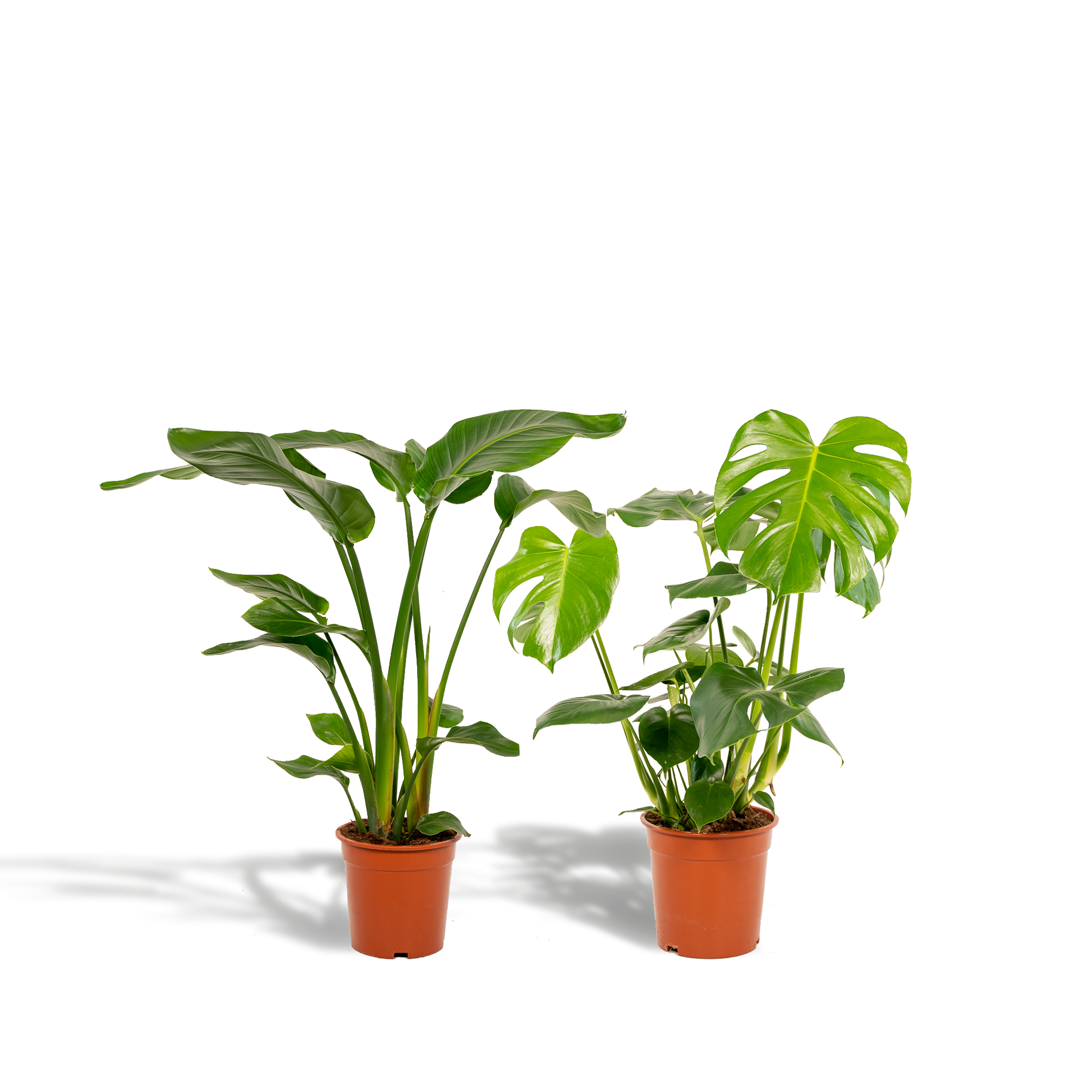 Tropisches Pflanzen-Set mit Strelitzia Nicolai und Monstera Deliciosa