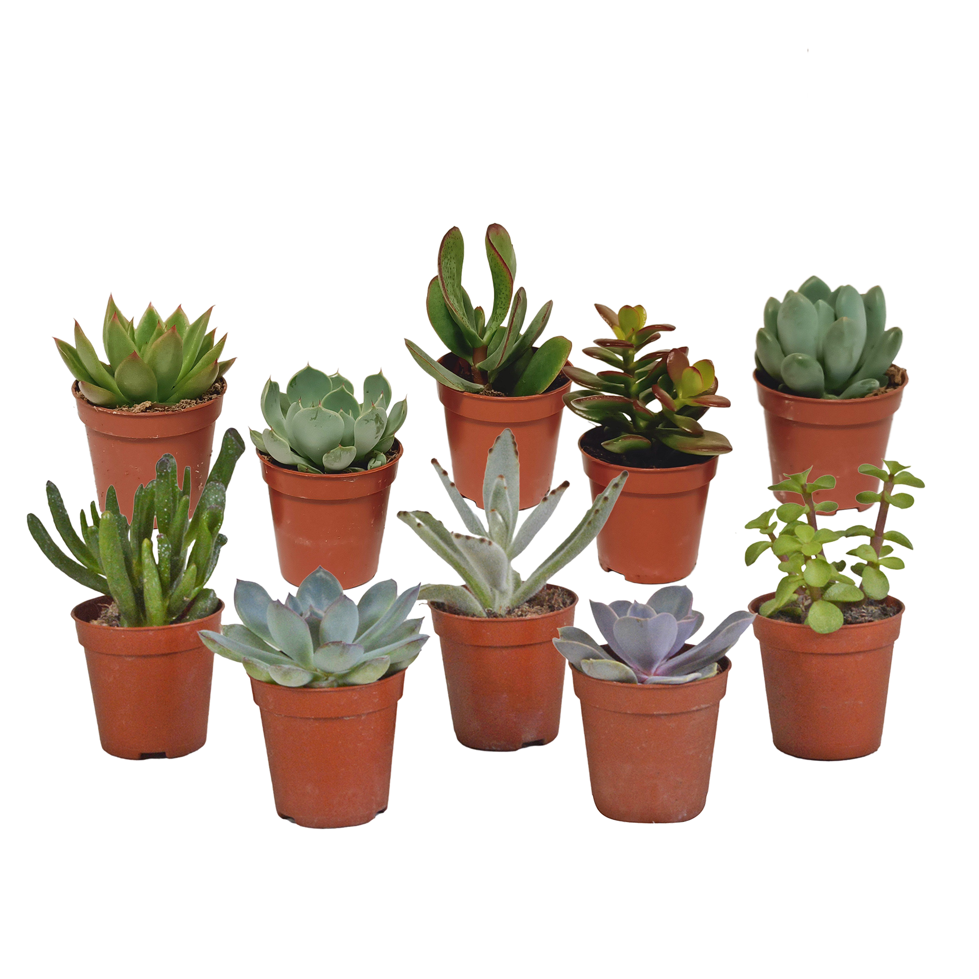 Echeveria Mix in Weißem Topf