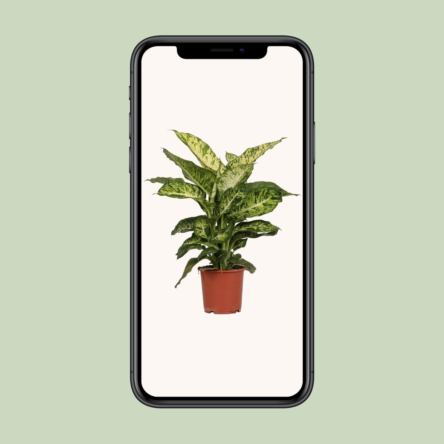 Dieffenbachia Mars Zimmerpflanze