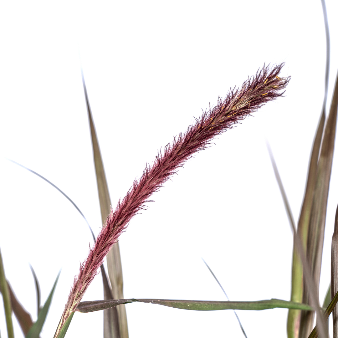 Pennisetum x Advena Chelsea | Ziergras | Ø27cm Topf | 70-80cm Höhe