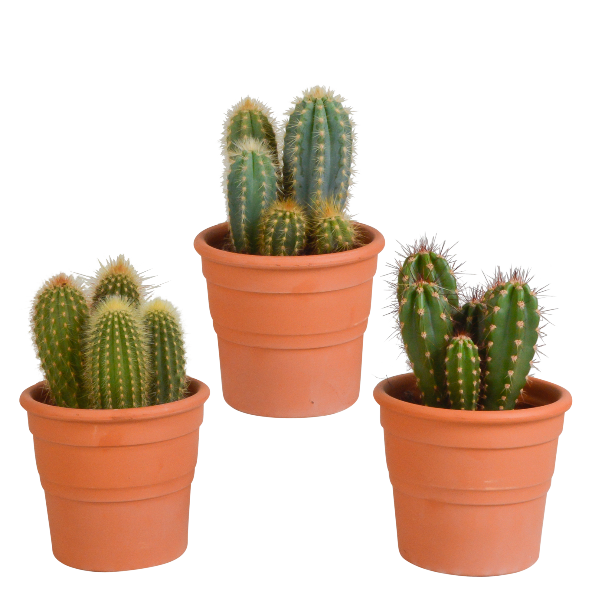Cereus Säulenkaktus Mix im Terrakottatopf