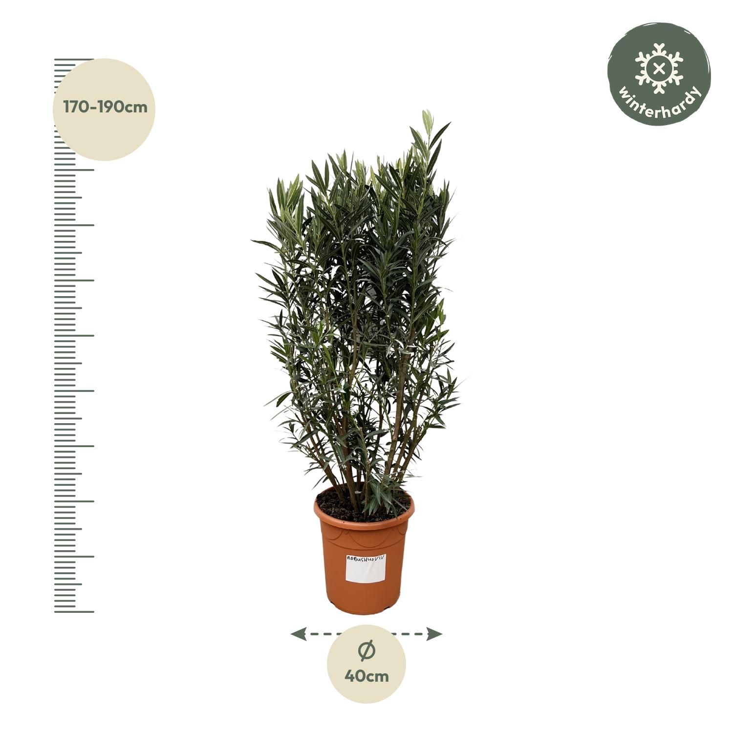 Nerium Oleander - Duftende Oleanderpflanze