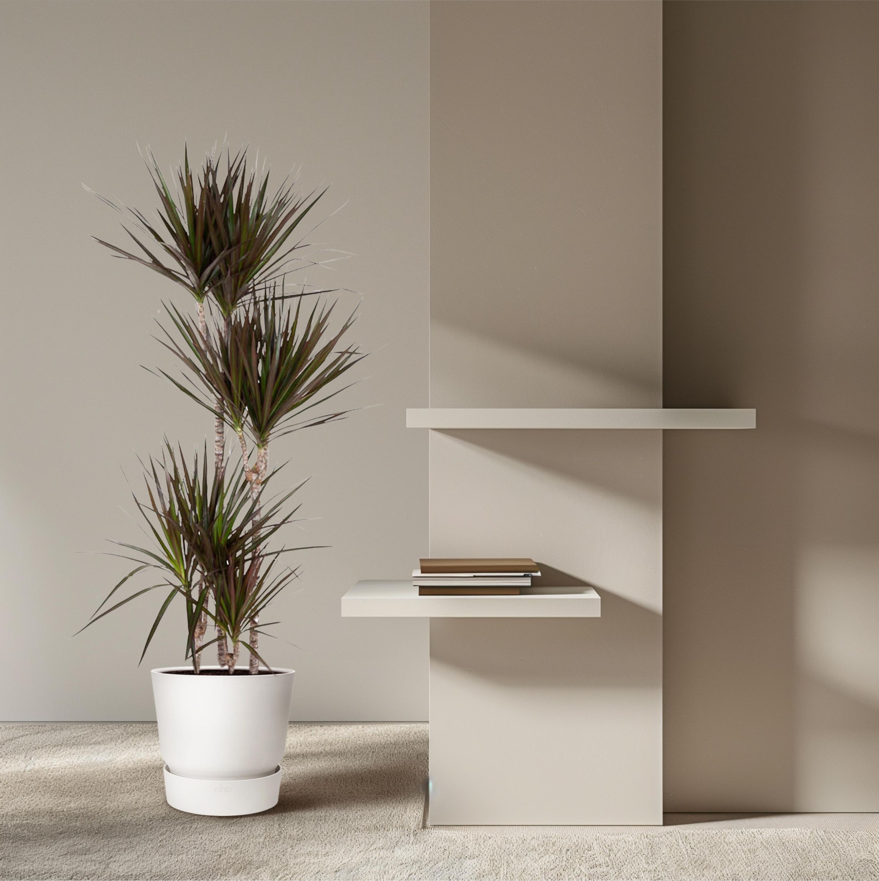 Dracaena Magenta – Tropische Zimmerpflanze mit magentafarbenen Blatträndern