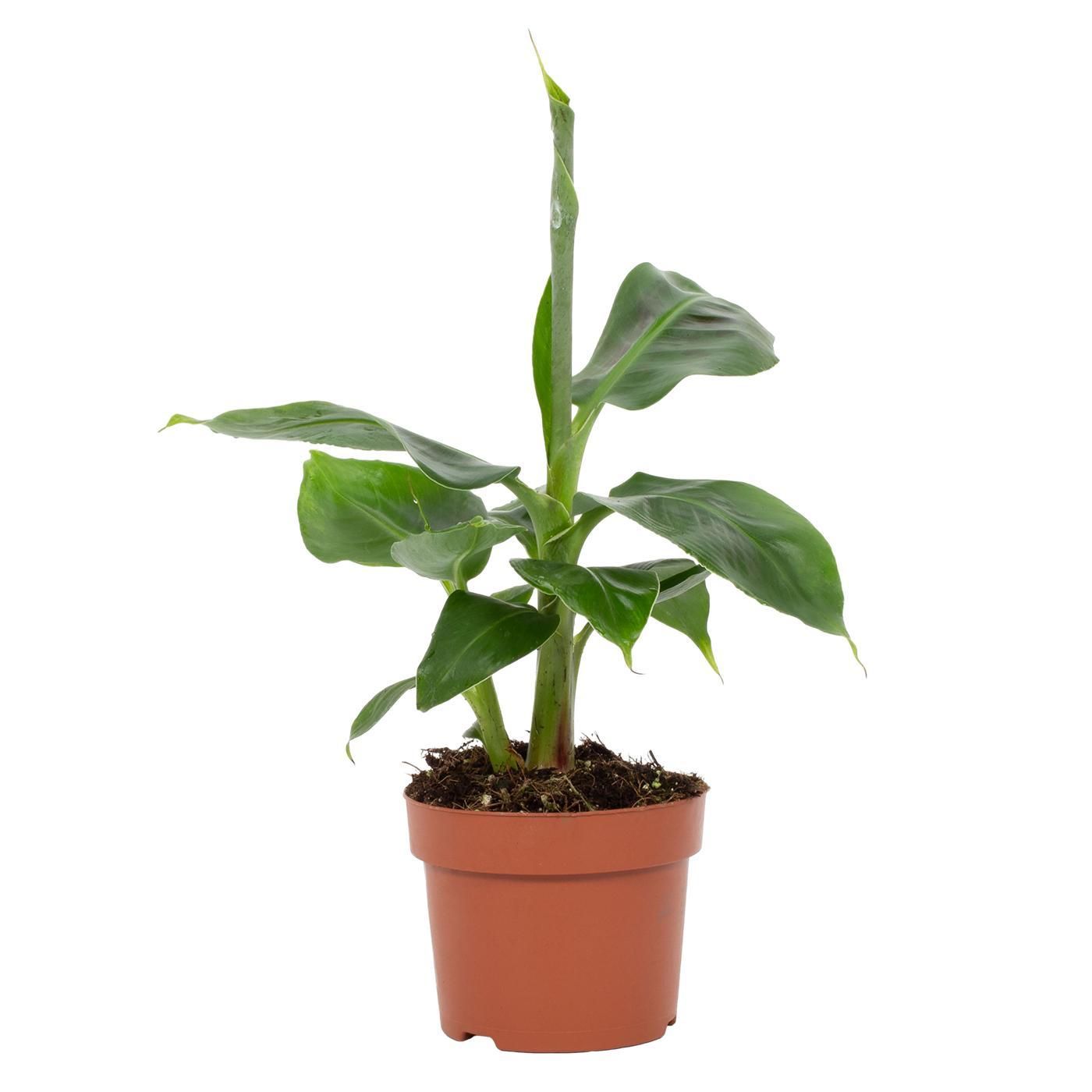 Musa Tropicana – Robuste Zimmerpflanze – Exotische Bananenstaude – Ideal für Zuhause