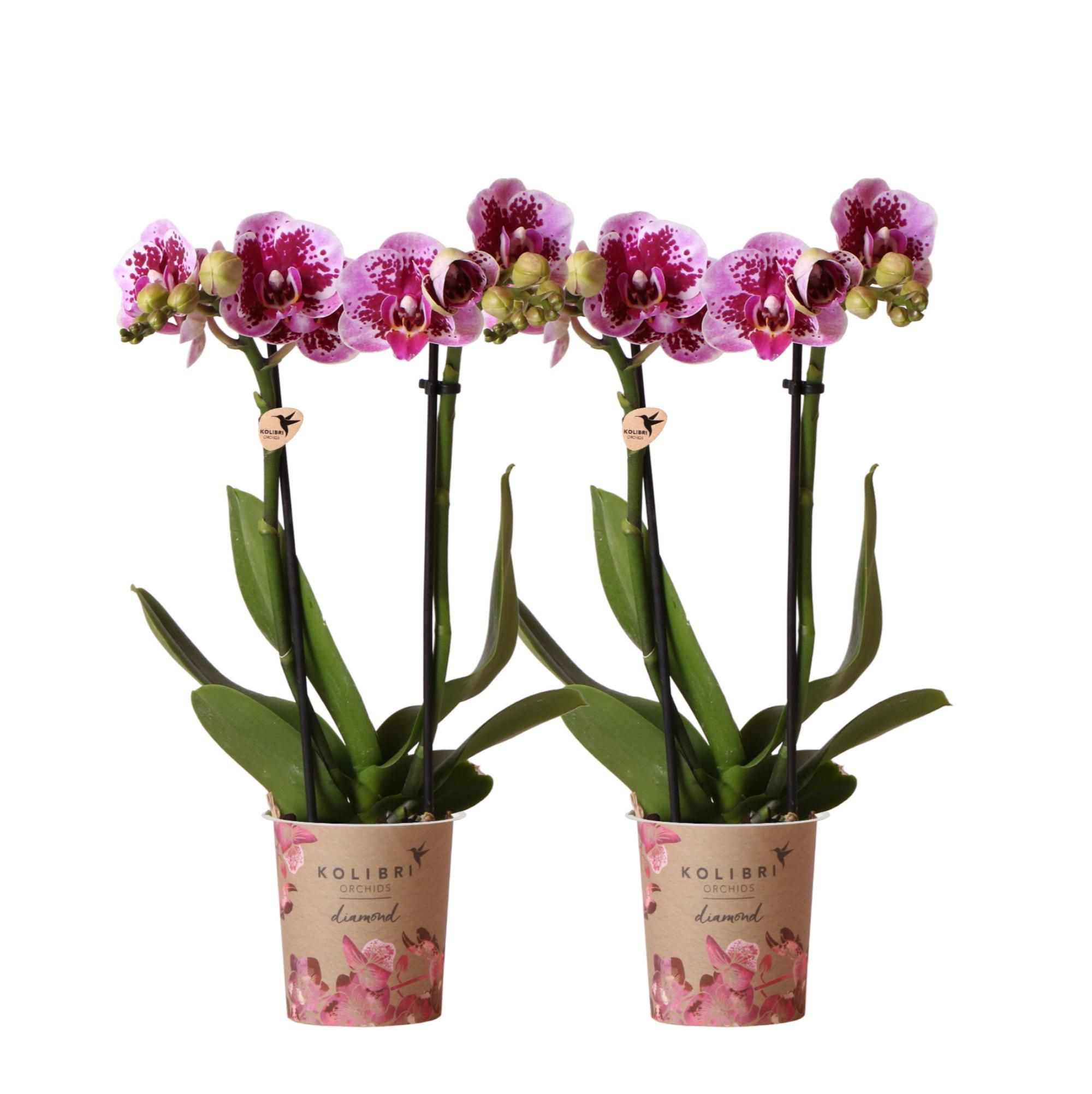Phalaenopsis Orchideen Duo in Pink und Lila