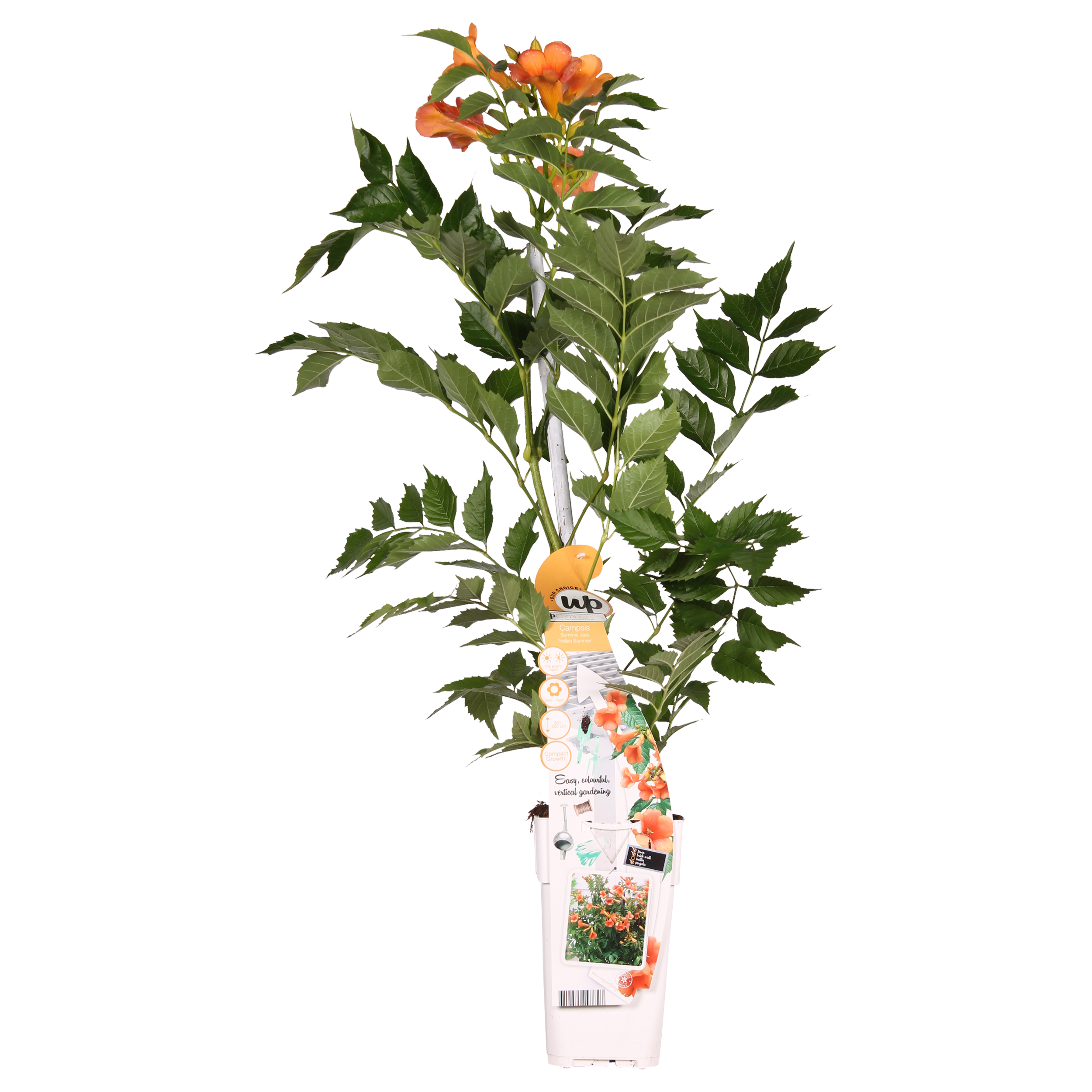 Campsis Indian Summer Trompetenblume Orange