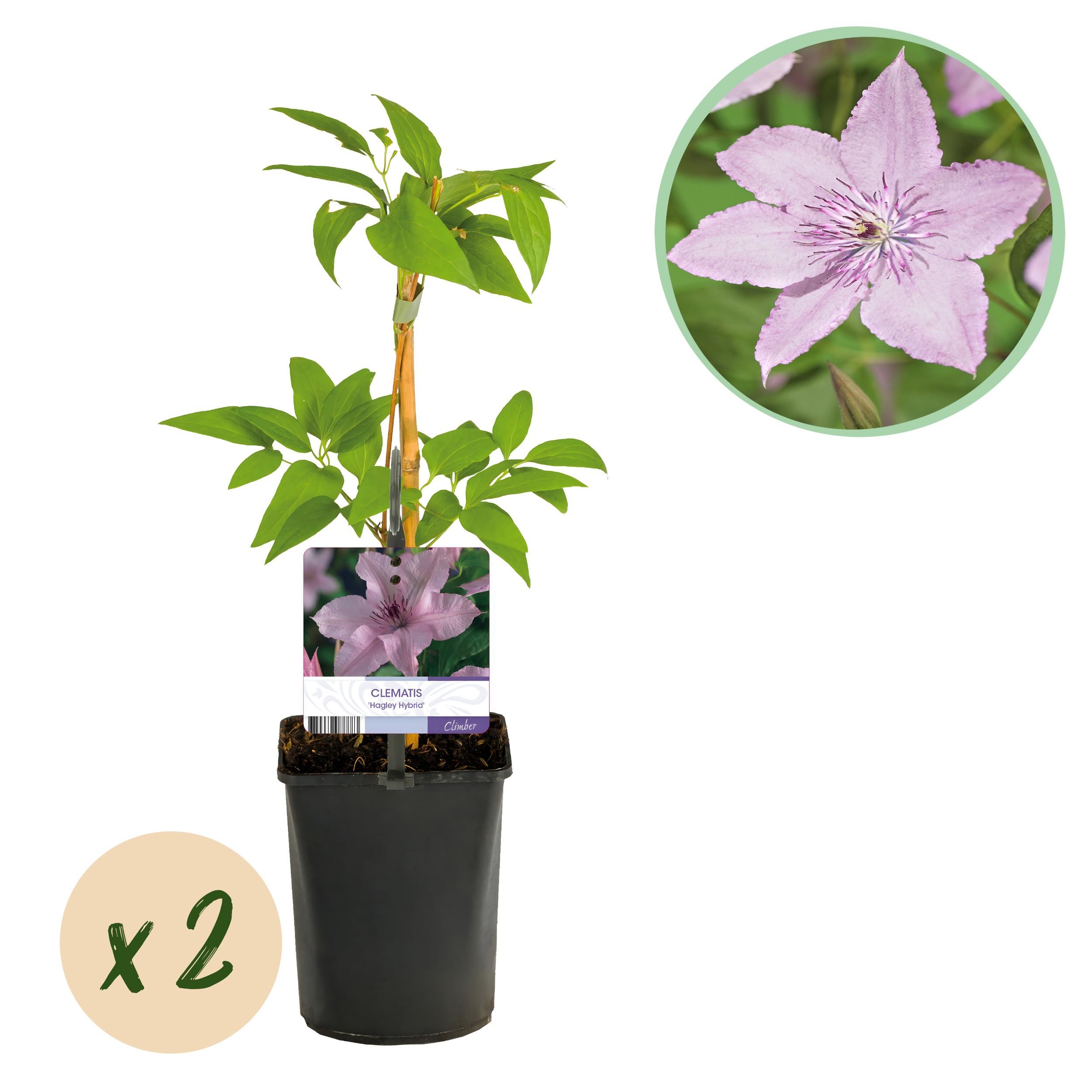 Clematis Hagley Hybrid Kletterpflanze mit rosaroten Blüten