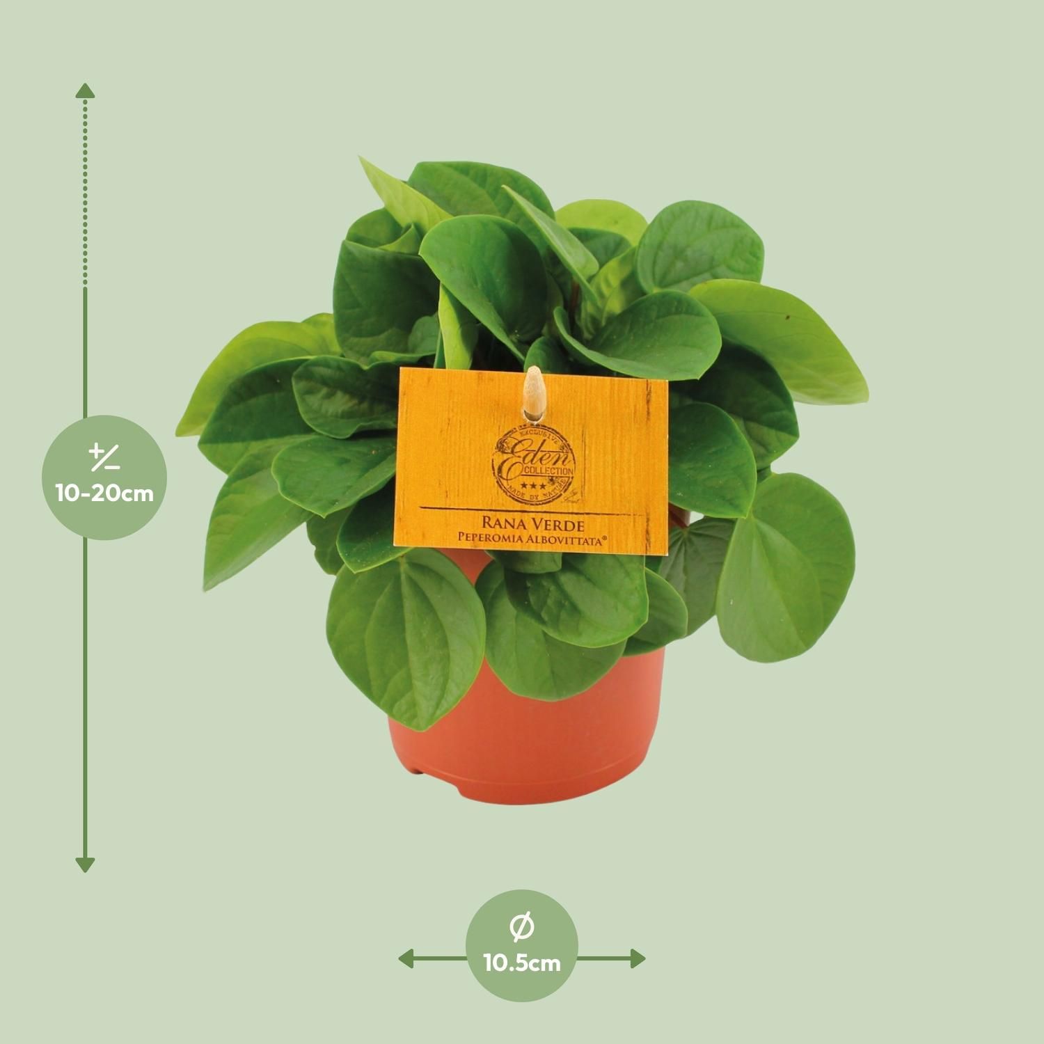 Peperomia Rana Verde – dekorative Zimmerpflanze
