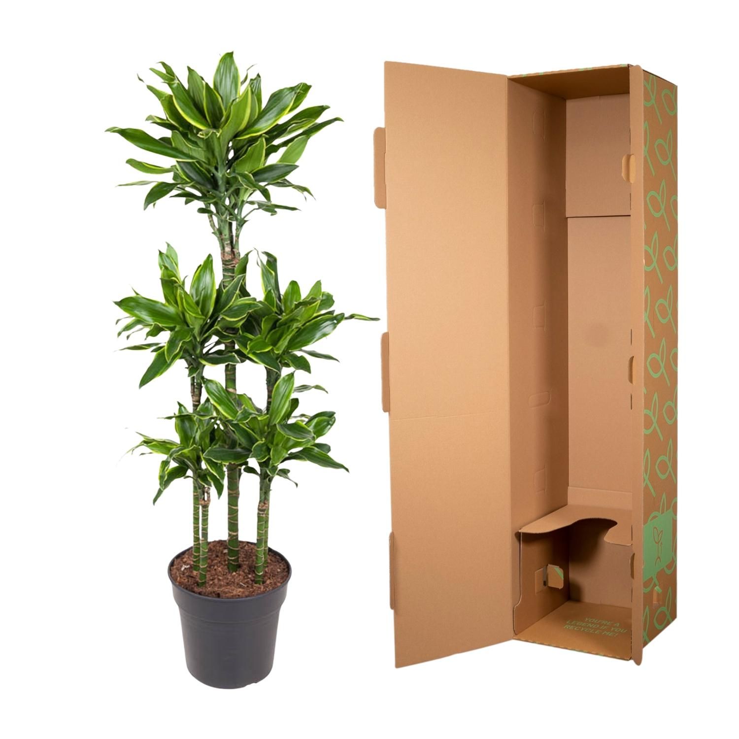 Dracaena Golden Coast Zimmerpflanze