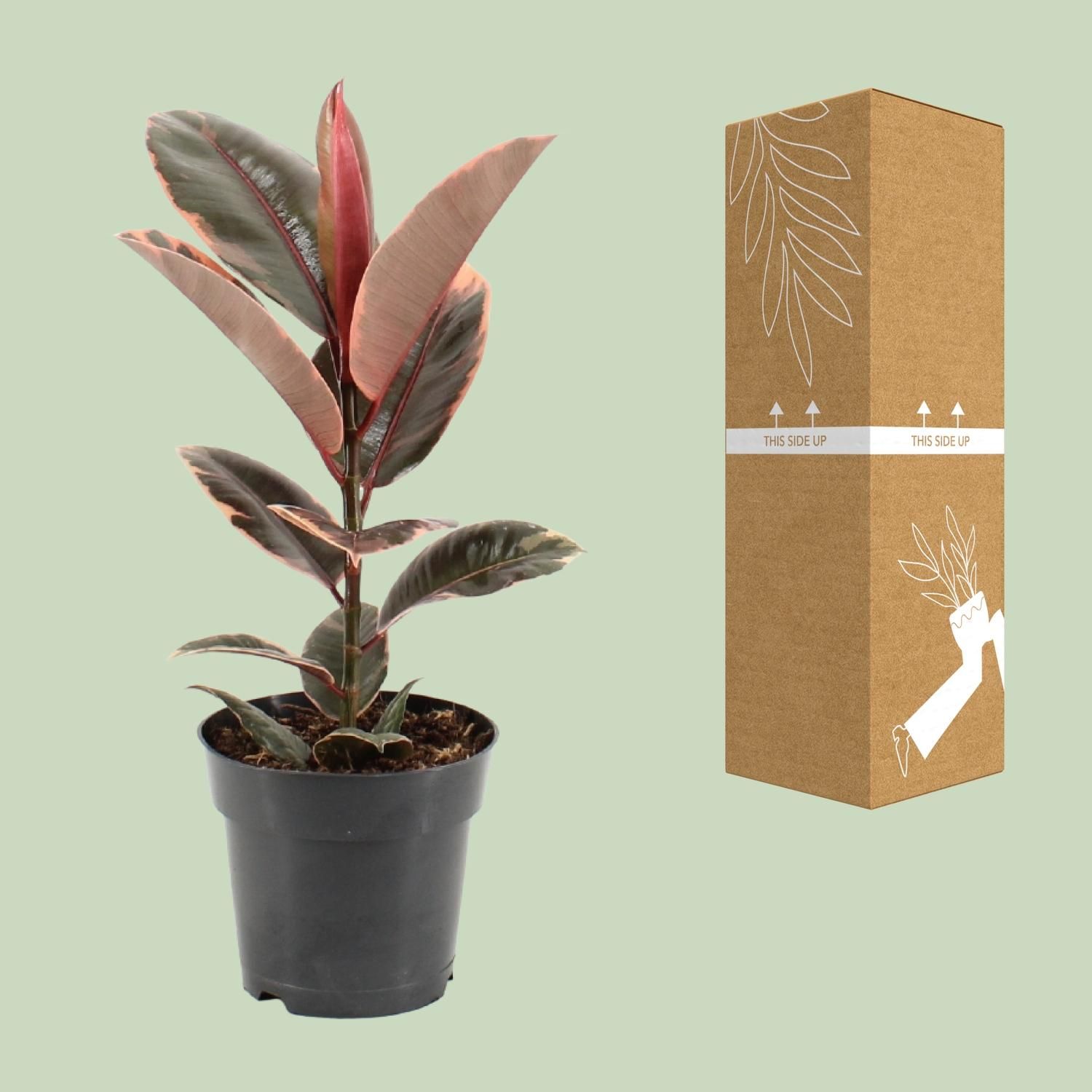 Ficus elastica Belize Zimmerpflanze