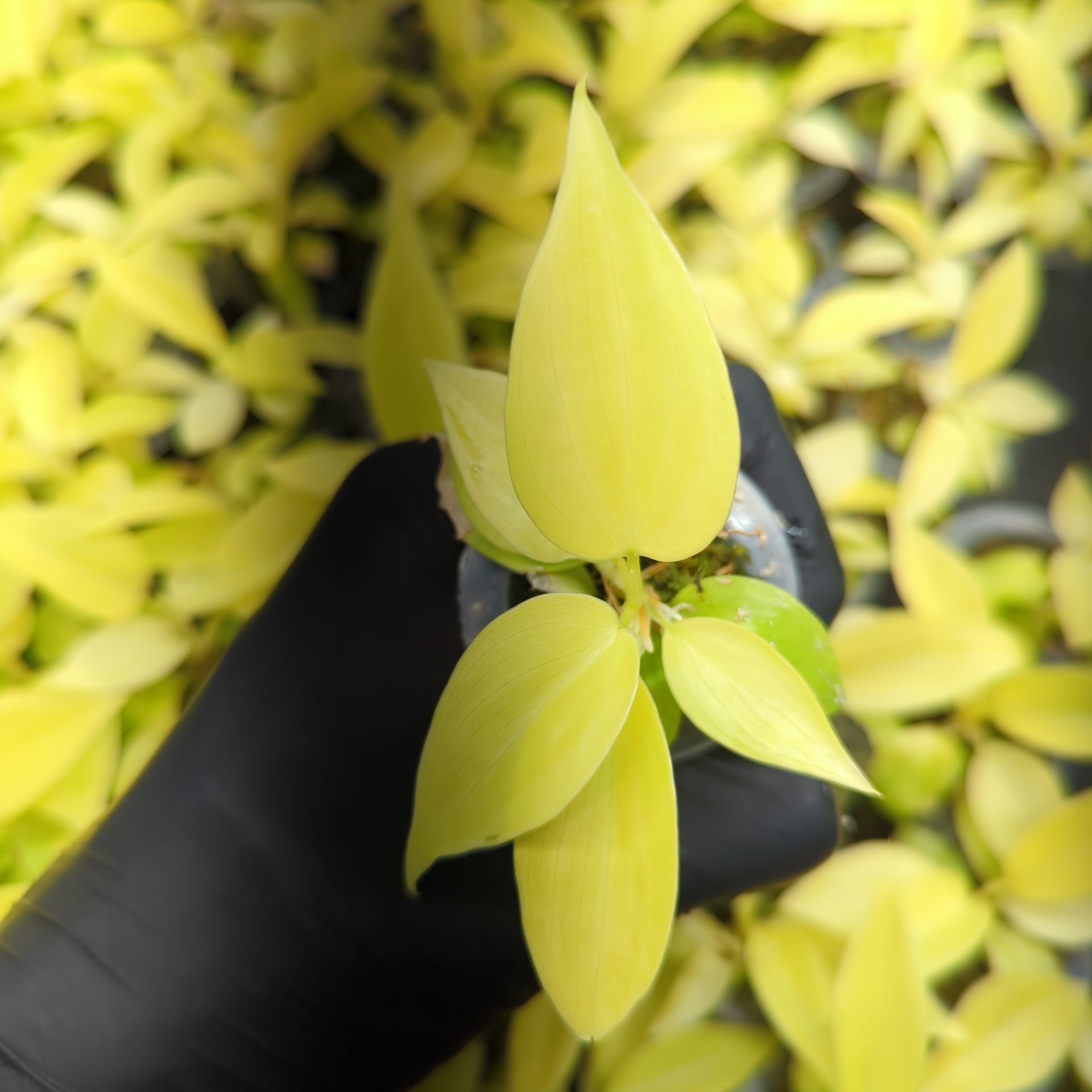 Baby Philodendron hederaceum Lemon Lime + selbstbewässernder Übertopf