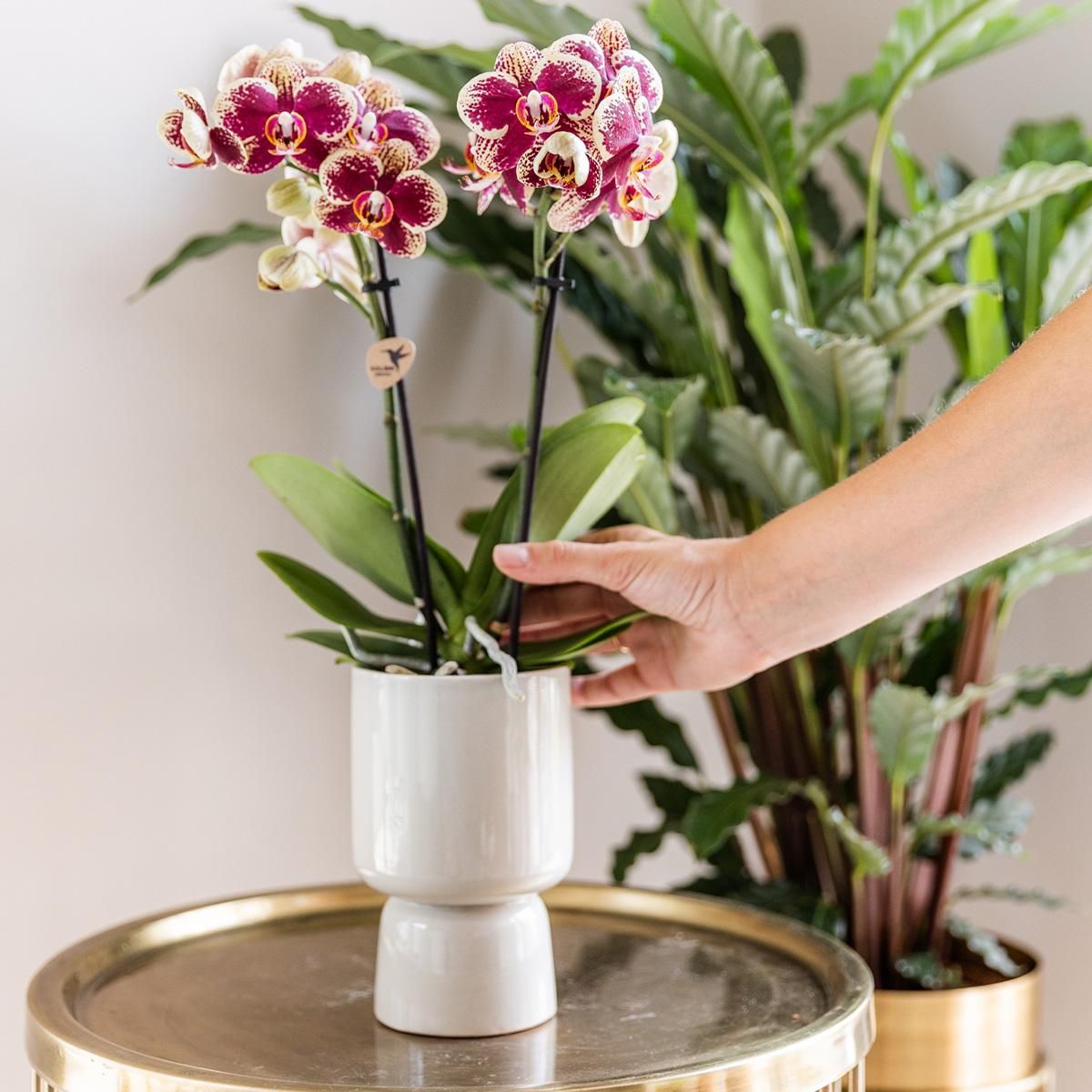 Kolibri Orchideen Überraschungsbox - Vielfältige Orchideen Qualität