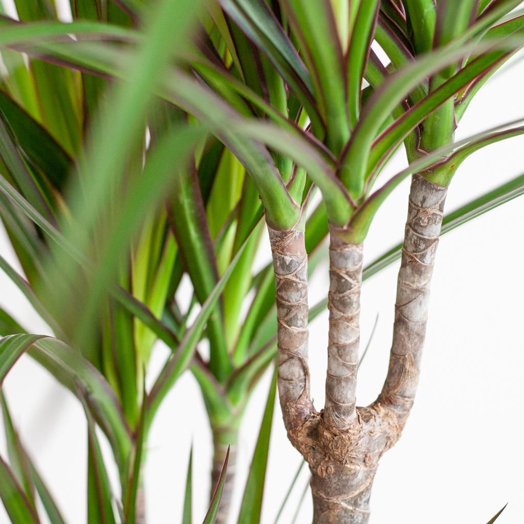Dracaena Marginata Zimmerpflanze mit Lissabon Korb