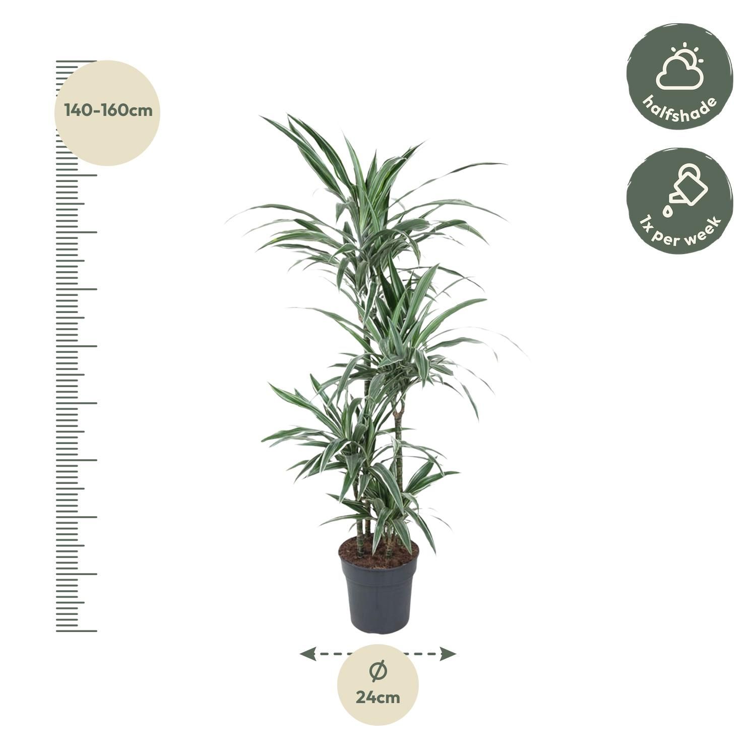 Dracaena Warneckei Zimmerpflanze