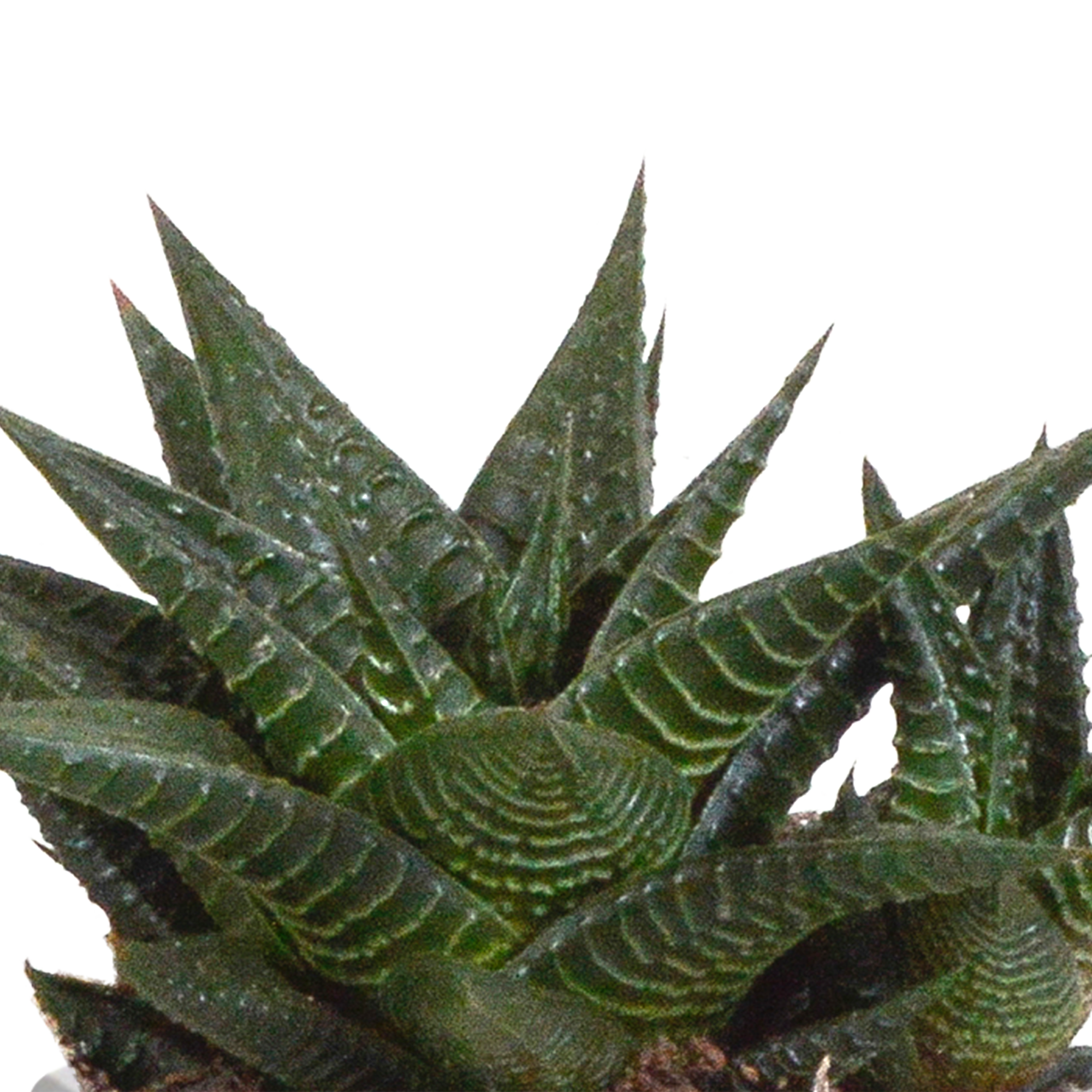Gasteria und Haworthia Mix in Mexikanischem Topf