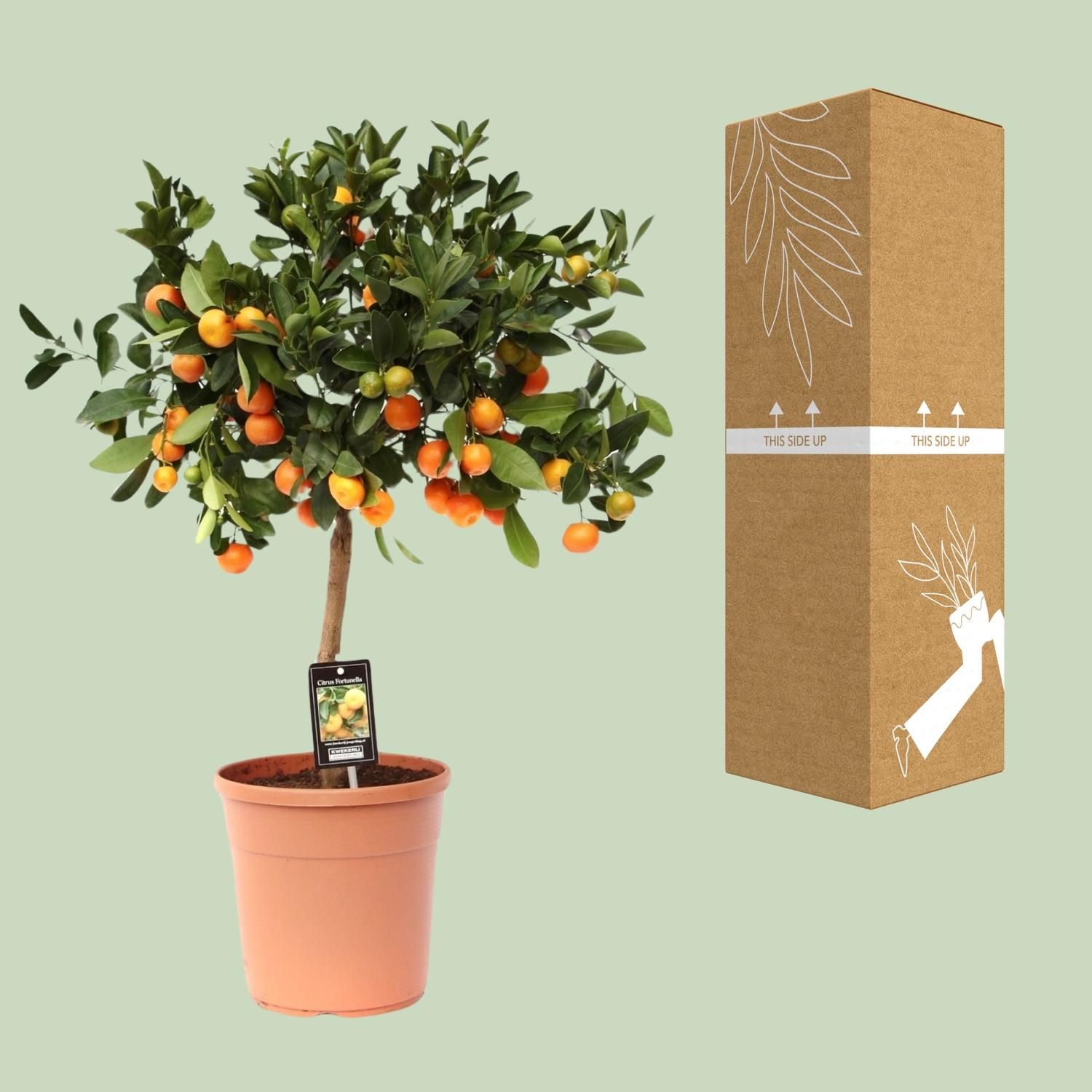 Citrus Calamondin Zimmerpflanze