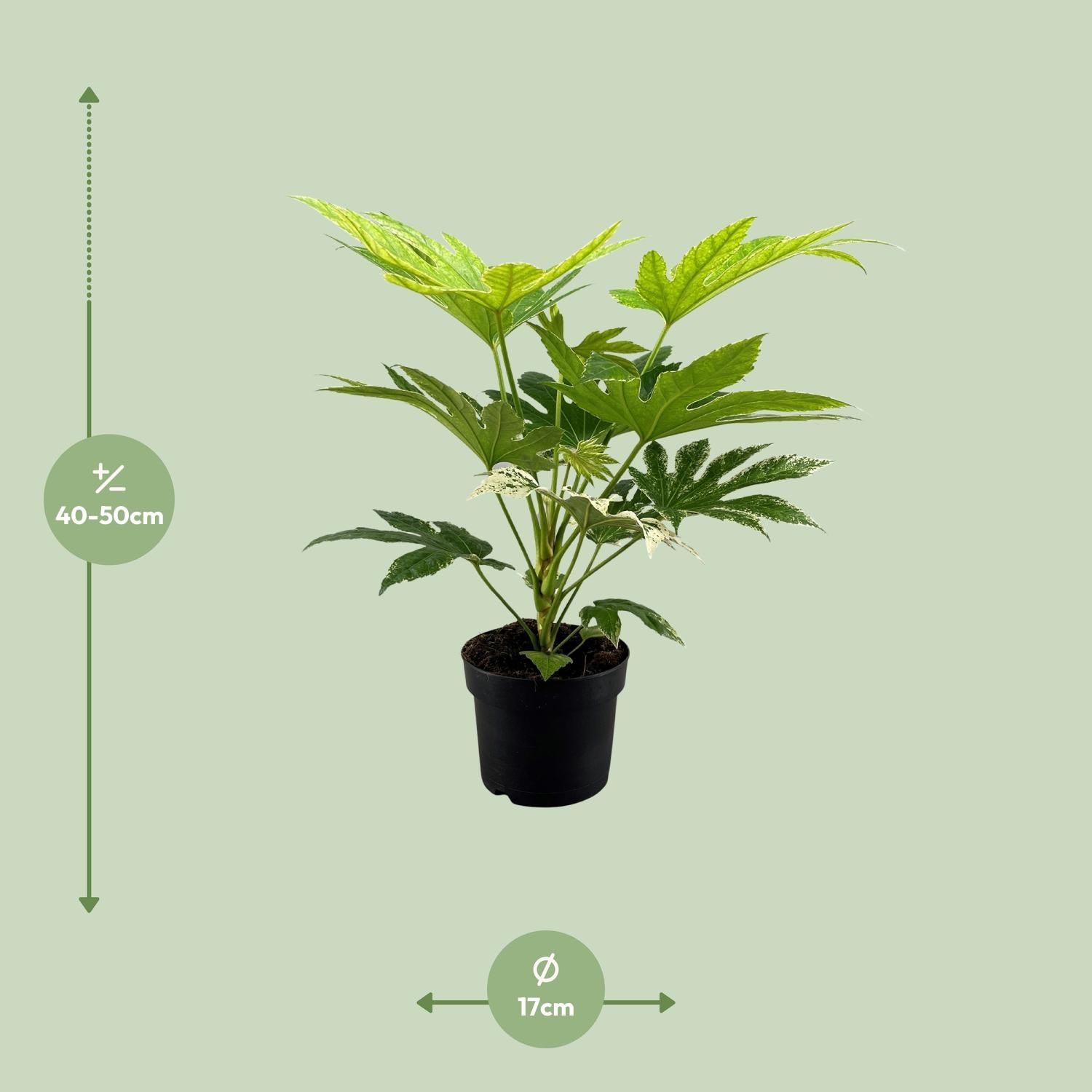 Fatsia Japonica Spider Web Zimmerpflanze