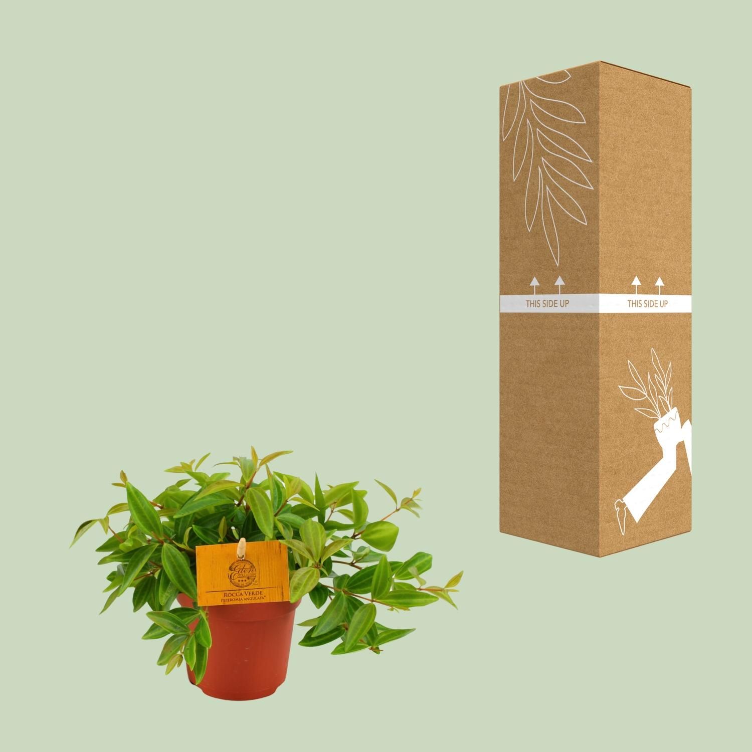 Peperomia Angulata Zimmerpflanze