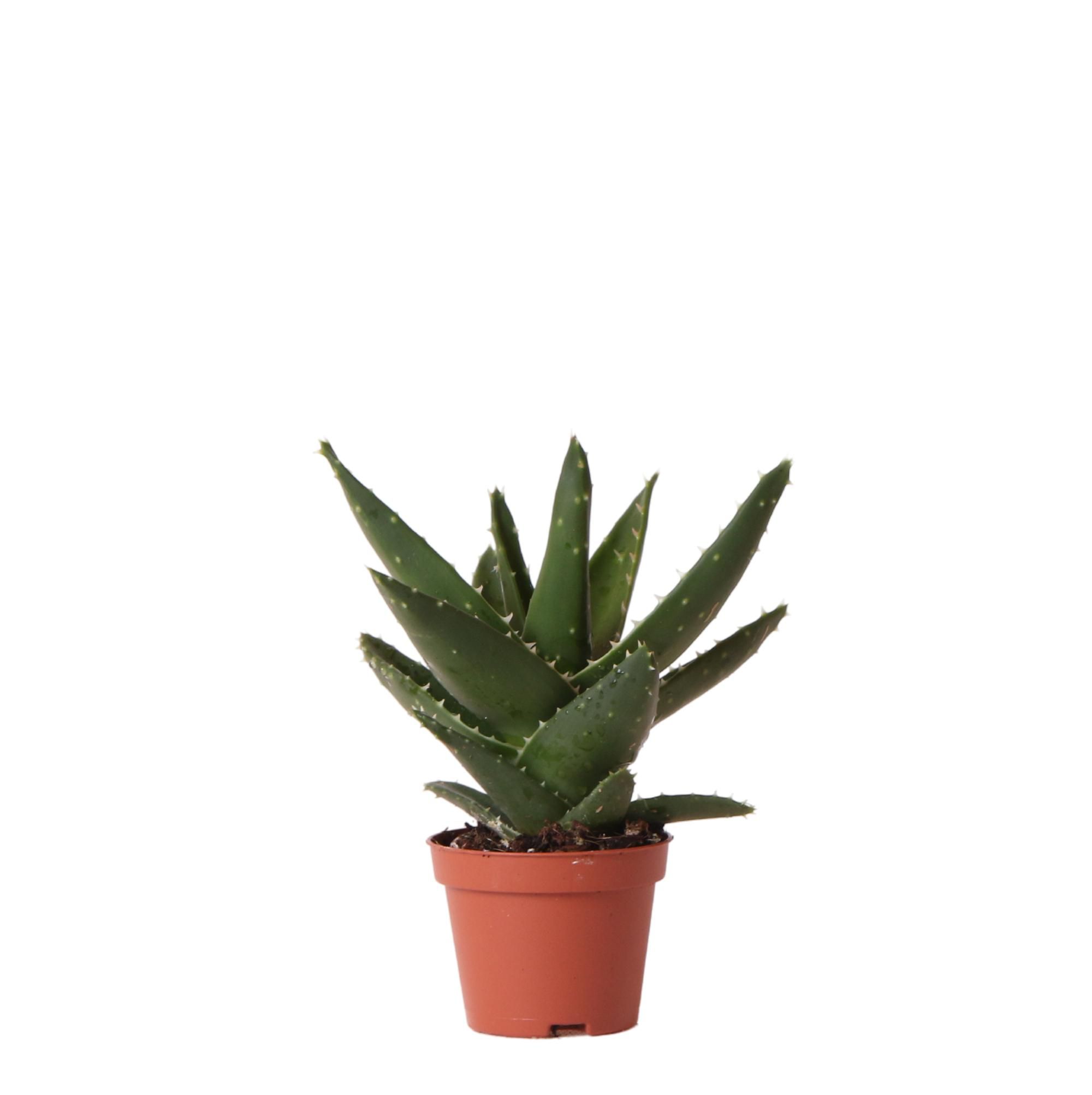 Aloe Brevifolia Sukkulente Zimmerpflanze